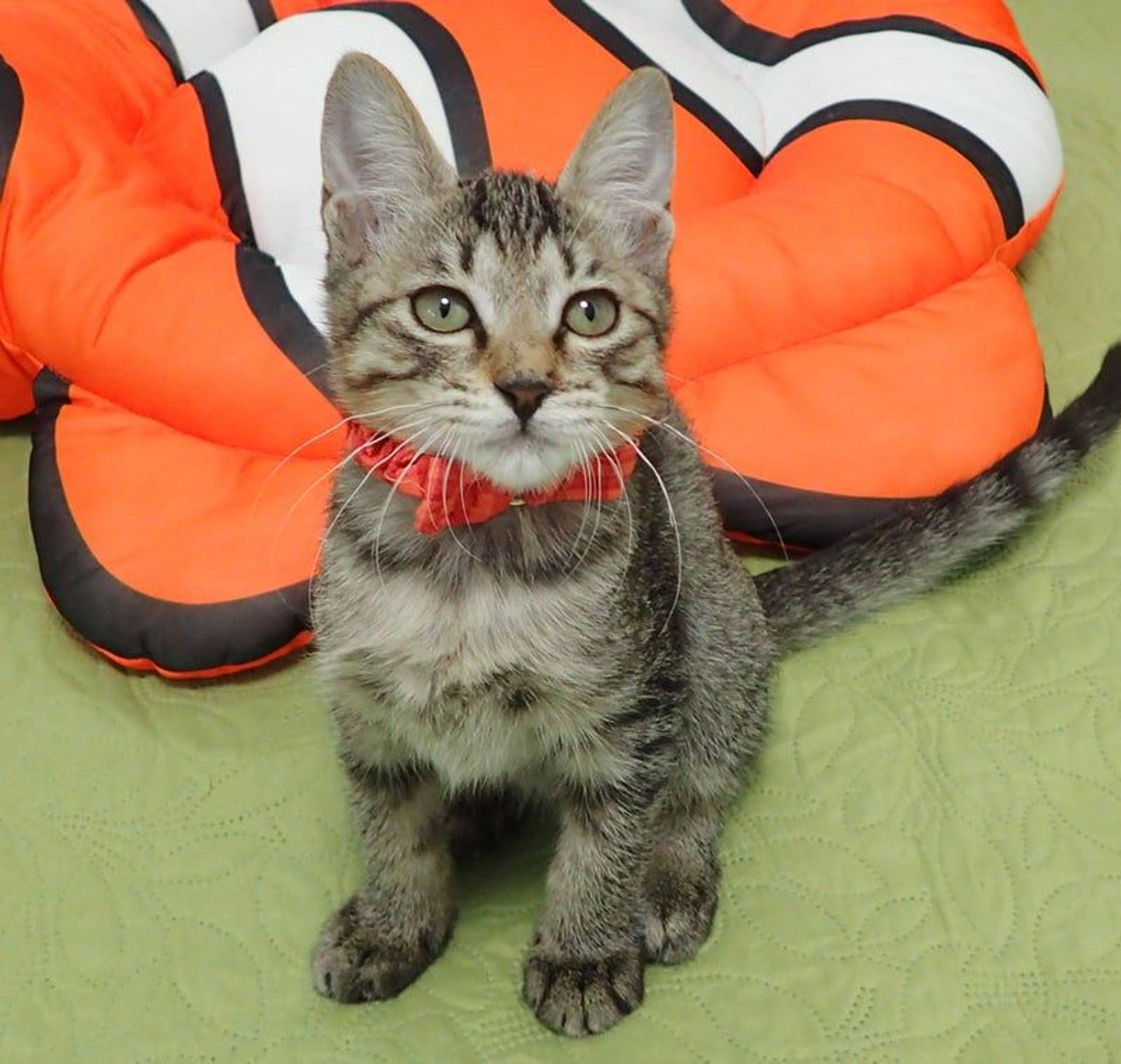 雑種（ミックス猫）・メスの里親募集の写真