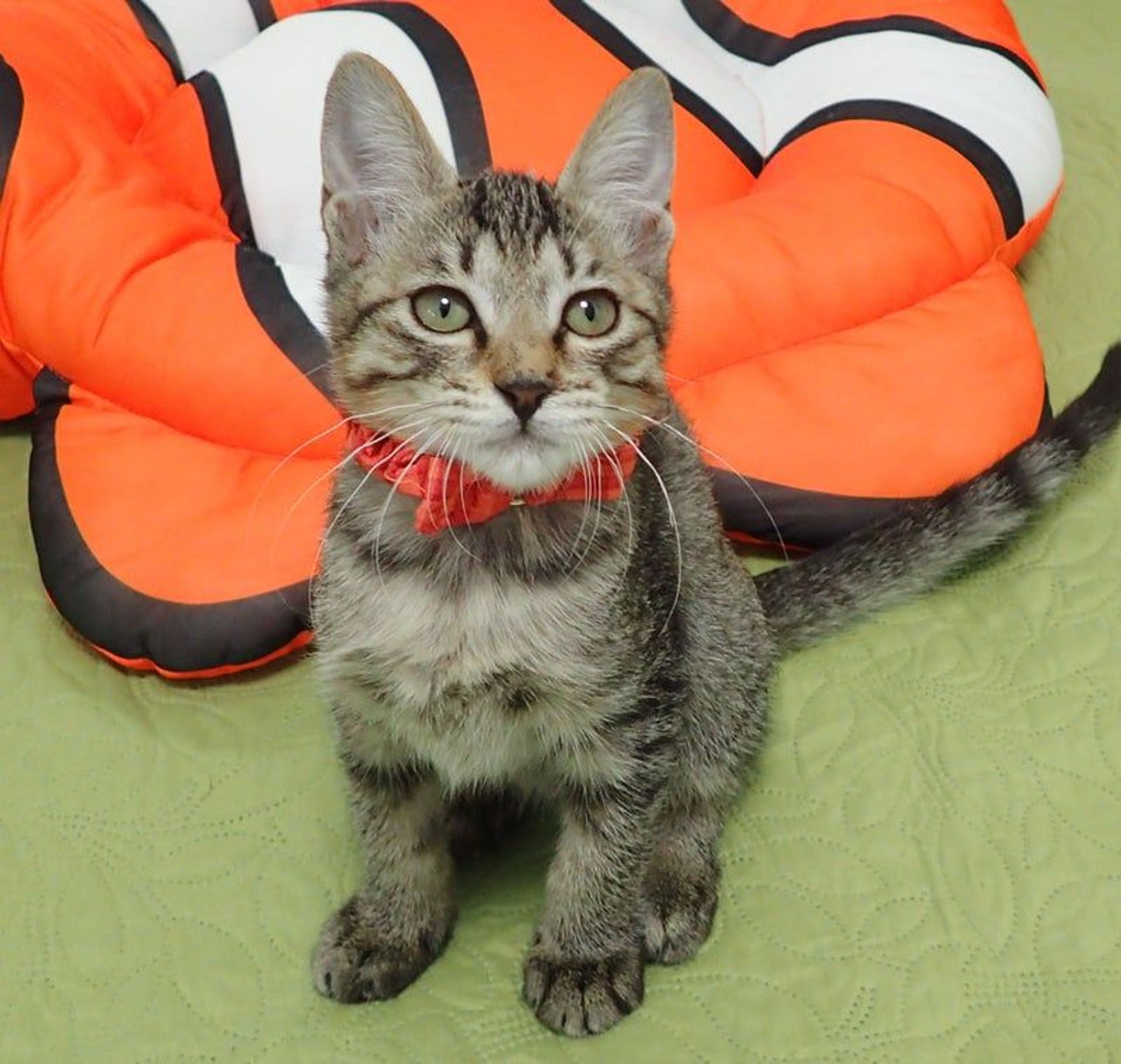 雑種（ミックス猫）・メスの里親募集の写真