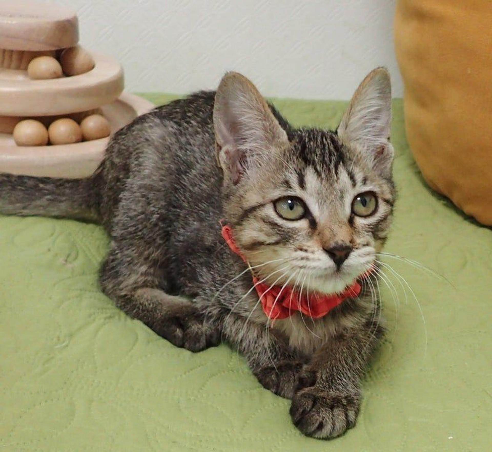 pet-image-2