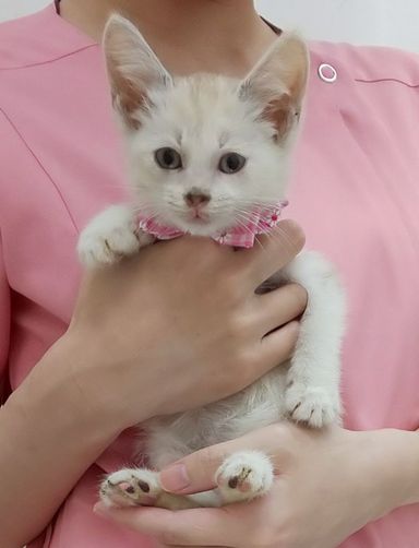 バニラちゃんの写真