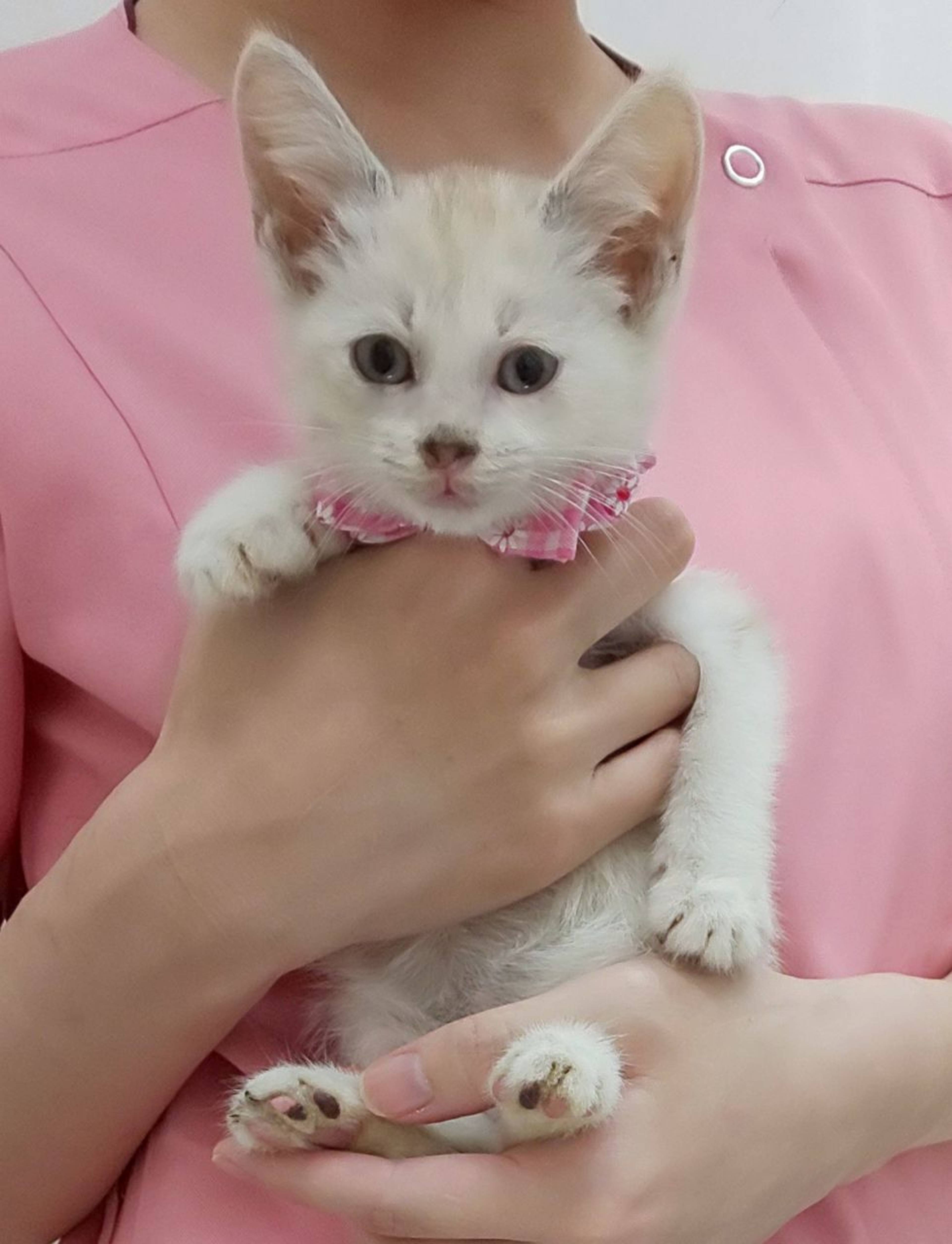 シャム・メスの里親募集の写真