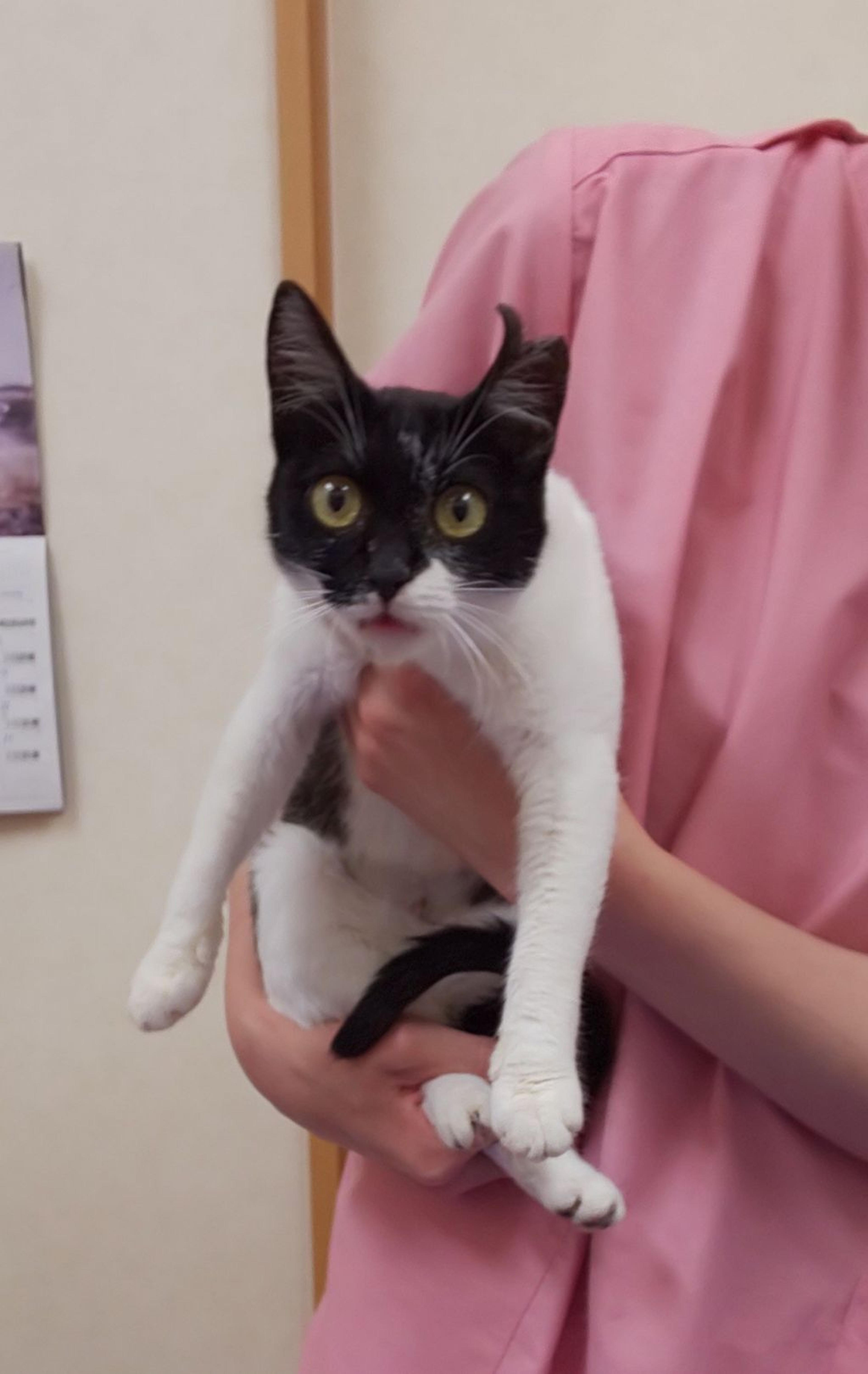 pet-image-2