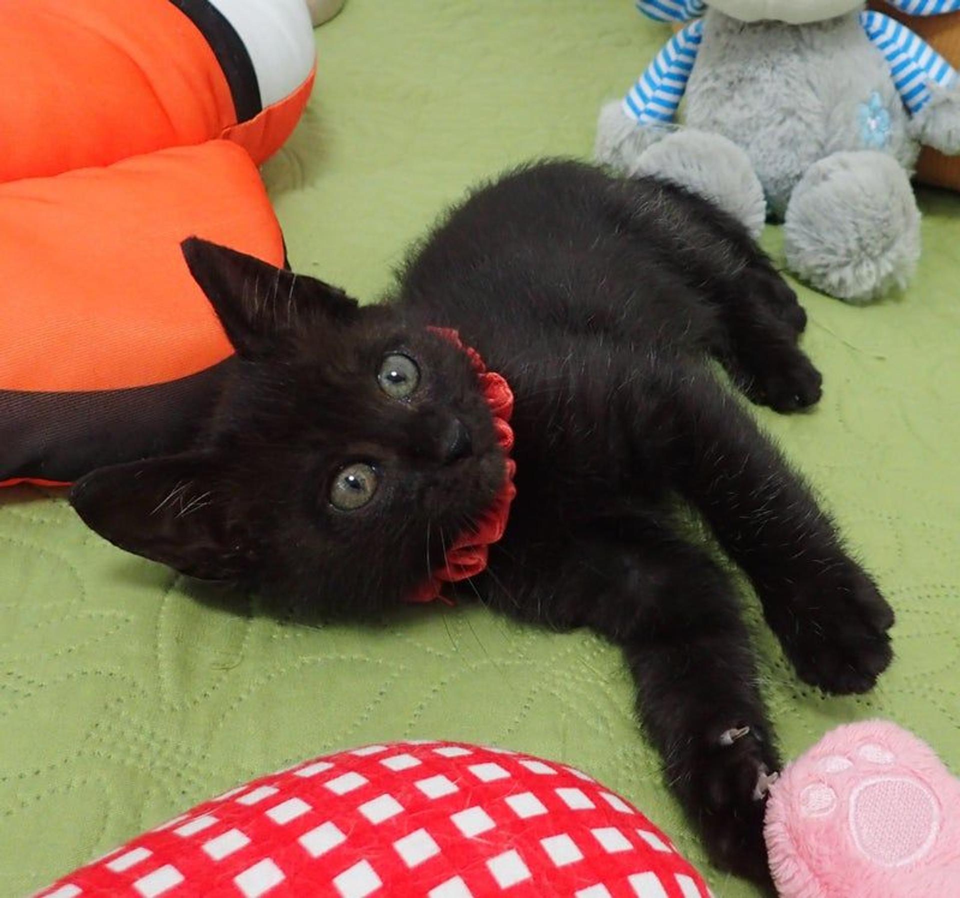 pet-image-3