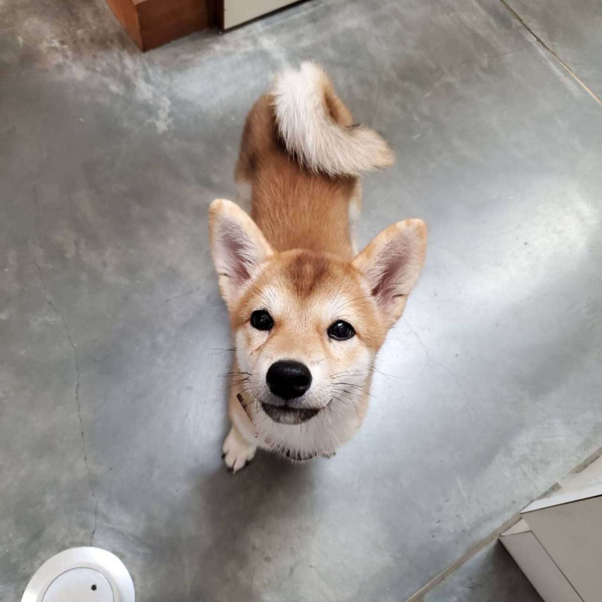 柴犬・メスの里親募集の写真