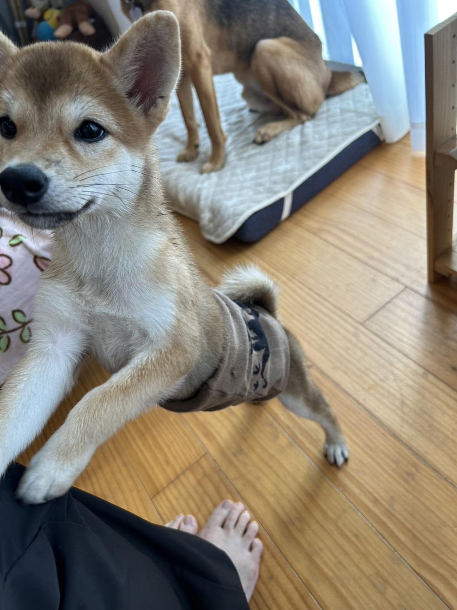 pet-image-2