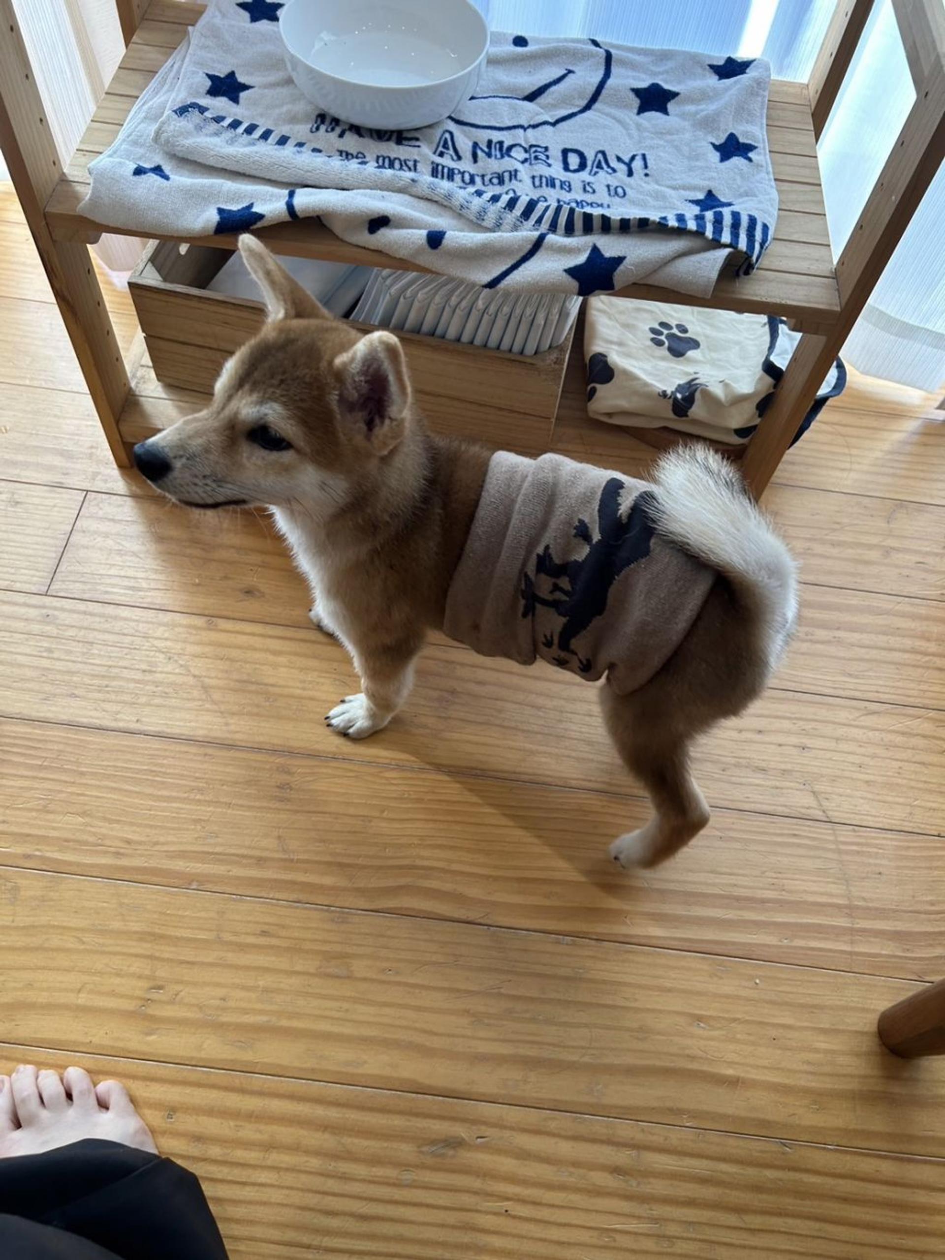 pet-image-3