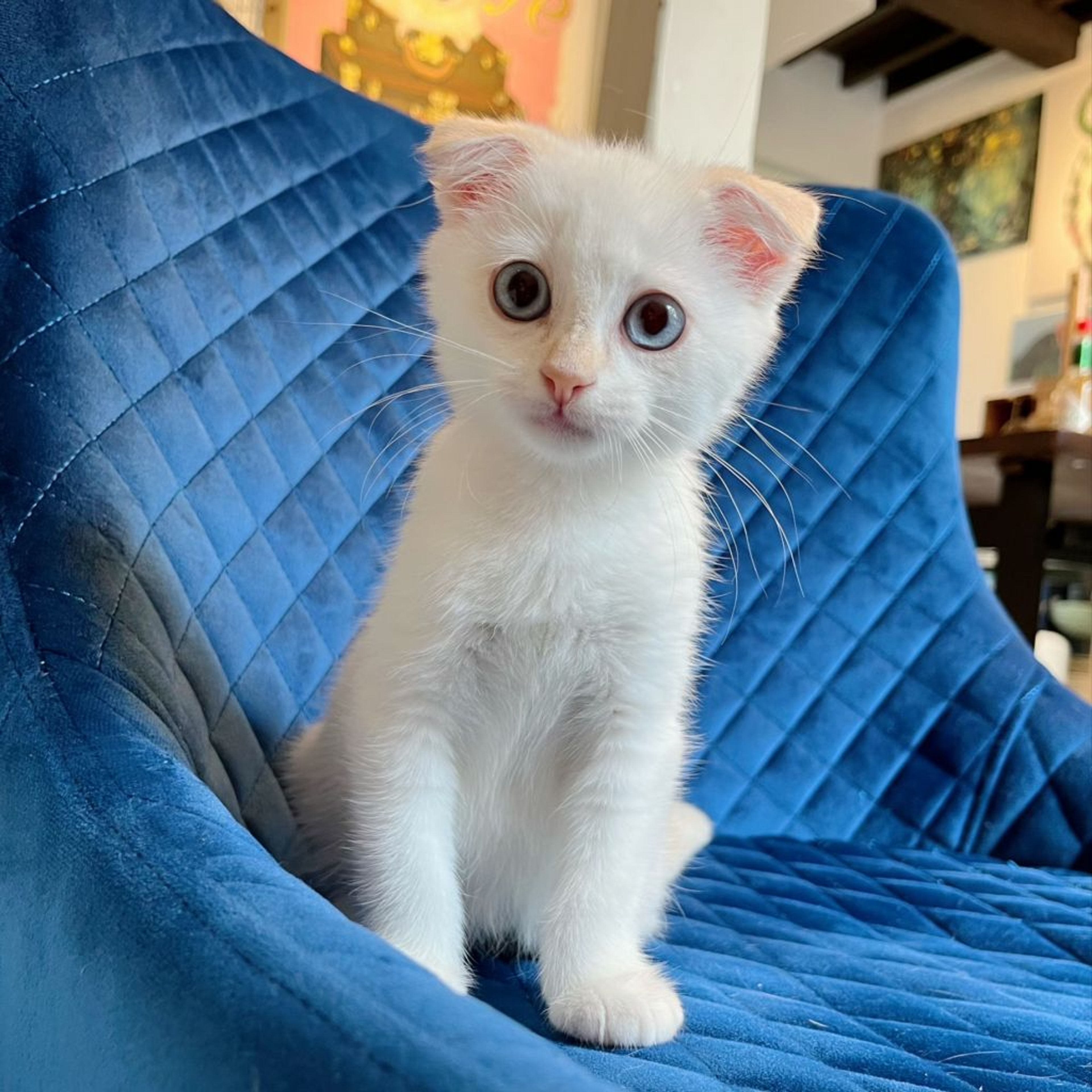 pet-image-4