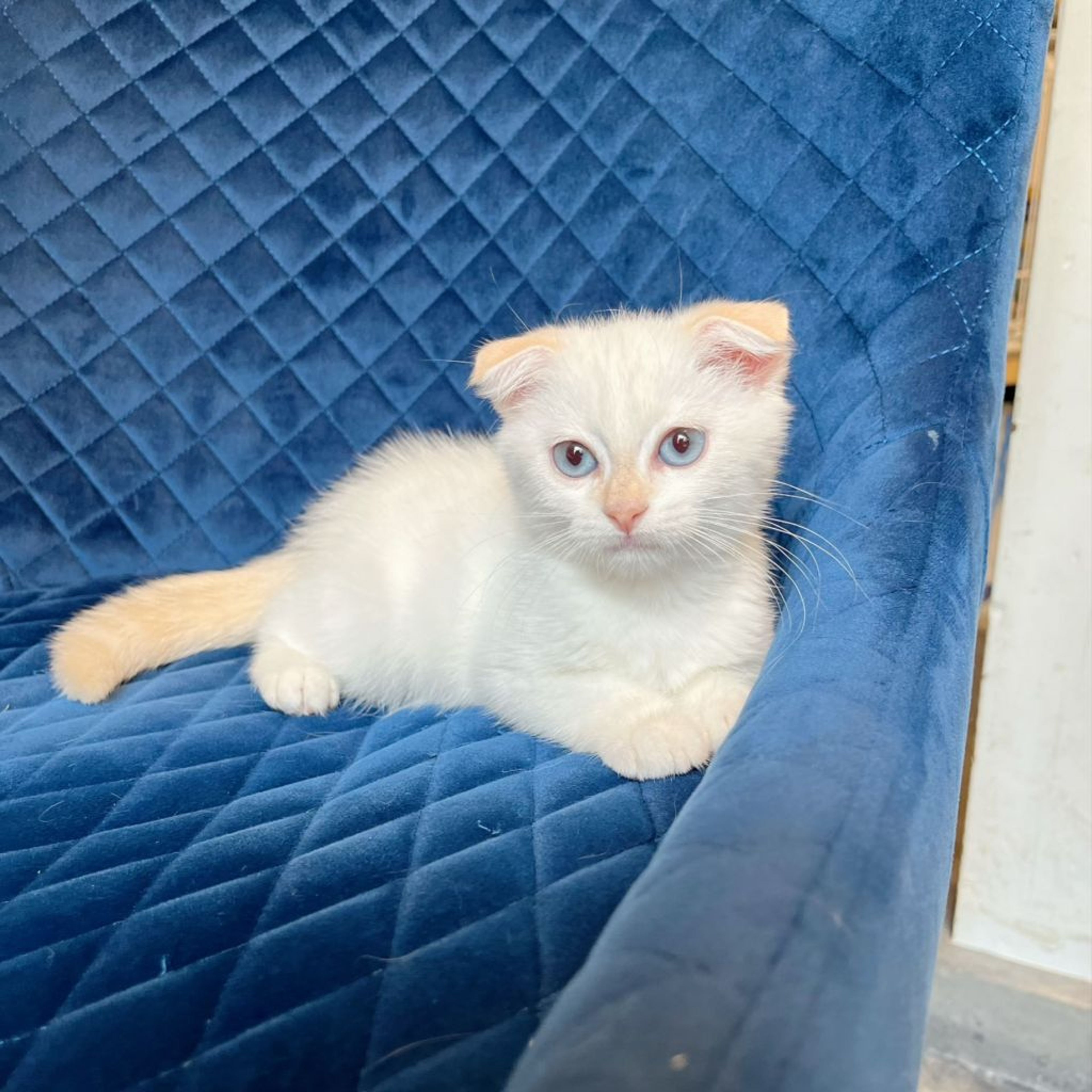 pet-image-6