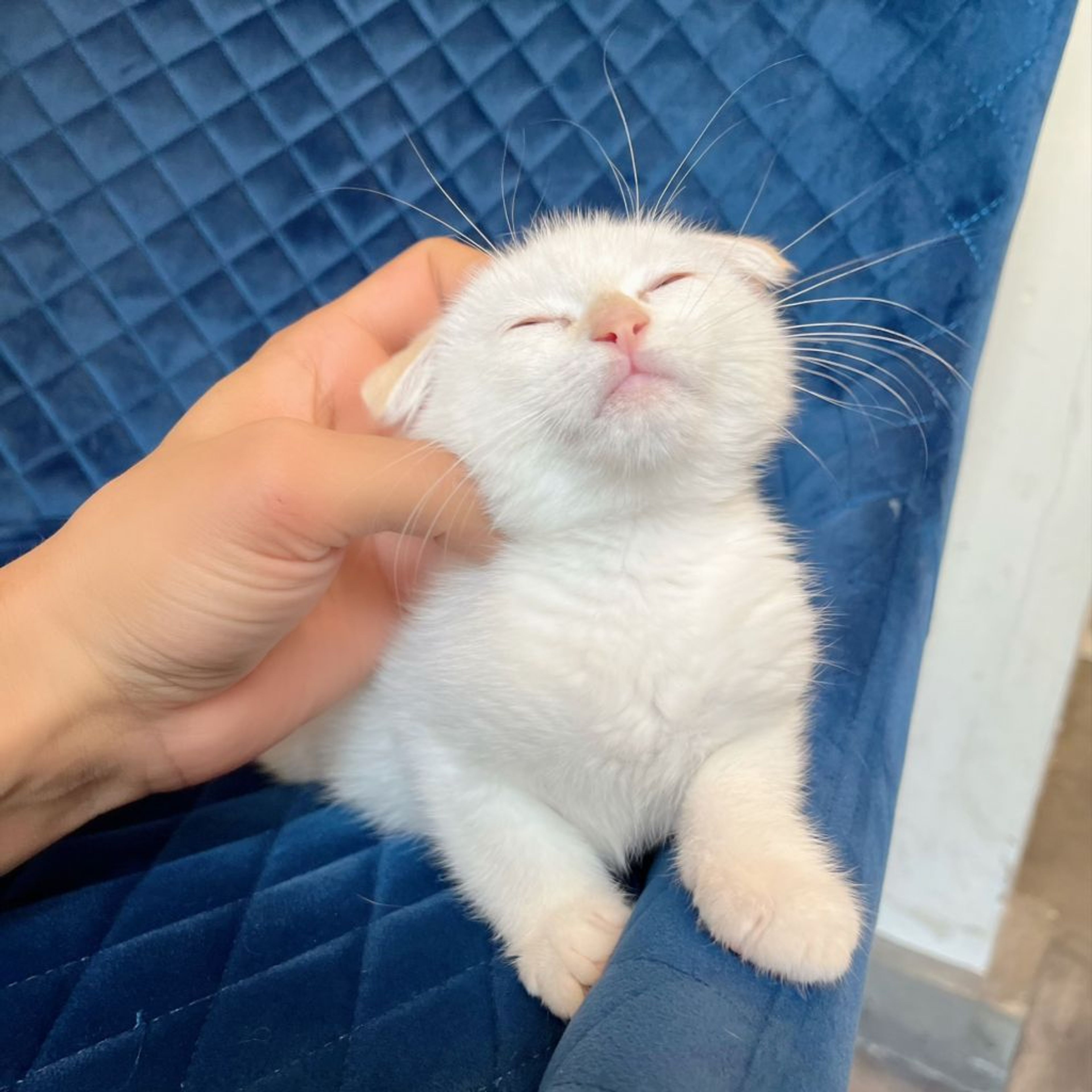 pet-image-7