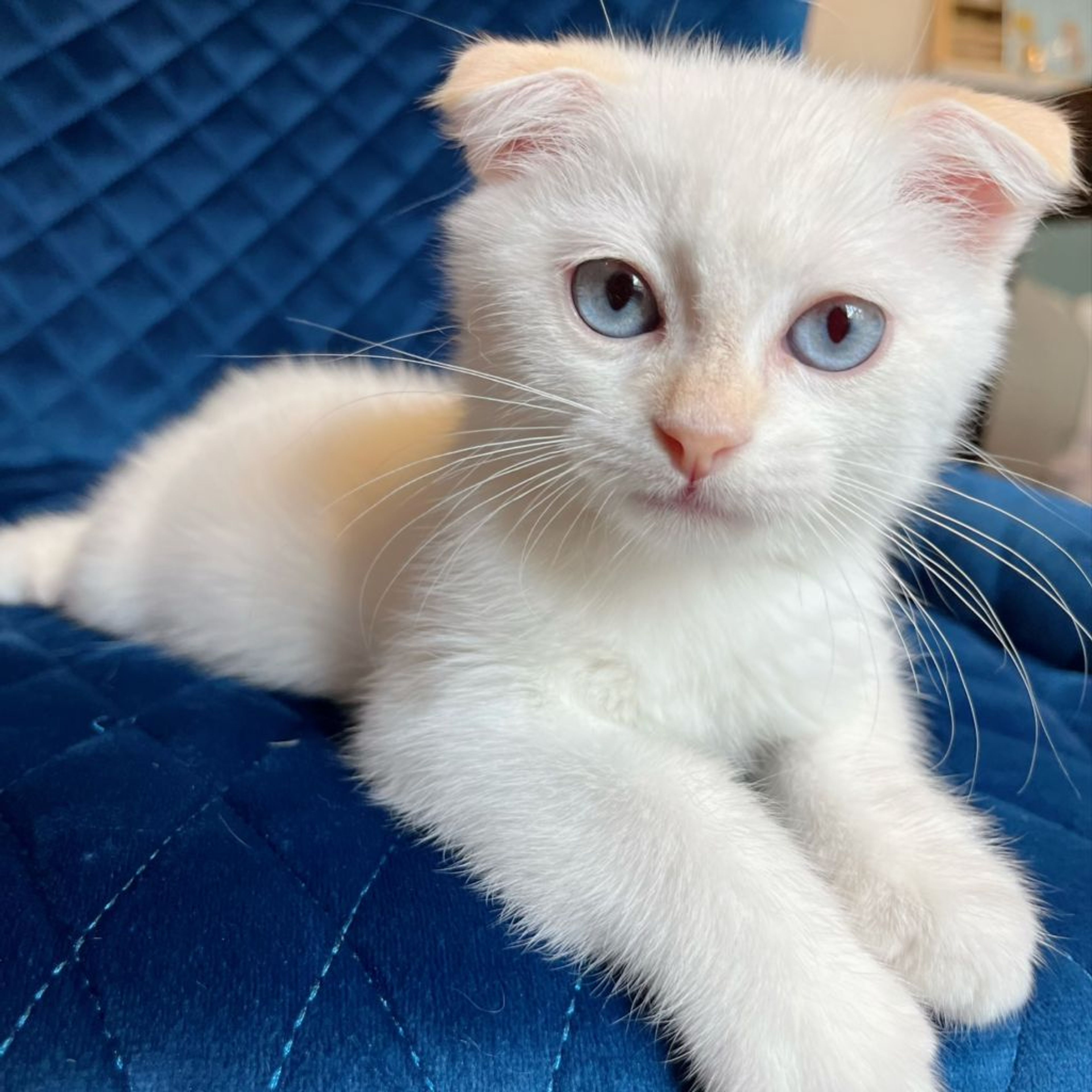pet-image-8