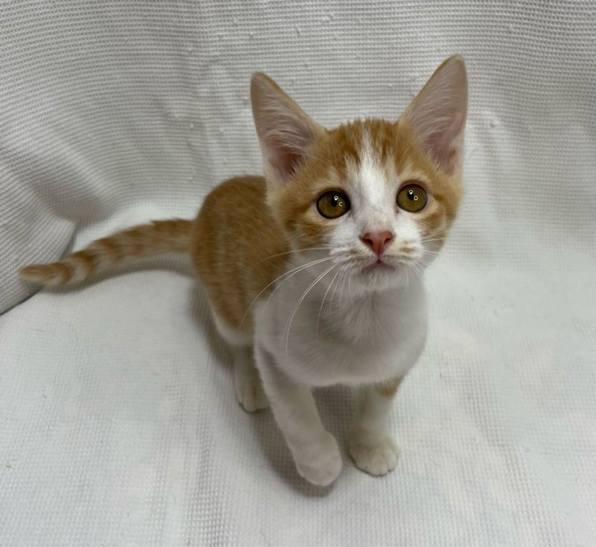 雑種（ミックス猫）・オスの里親募集の写真