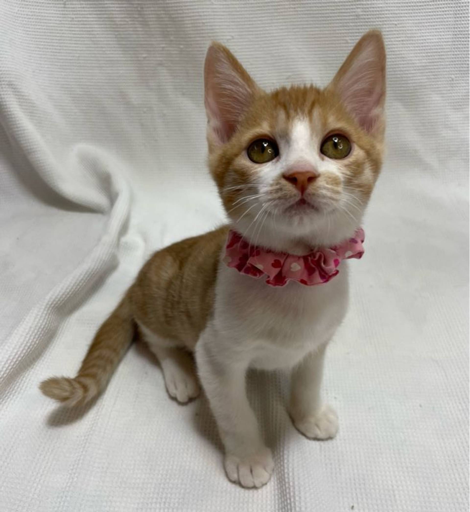 雑種（ミックス猫）・オスの里親募集の写真