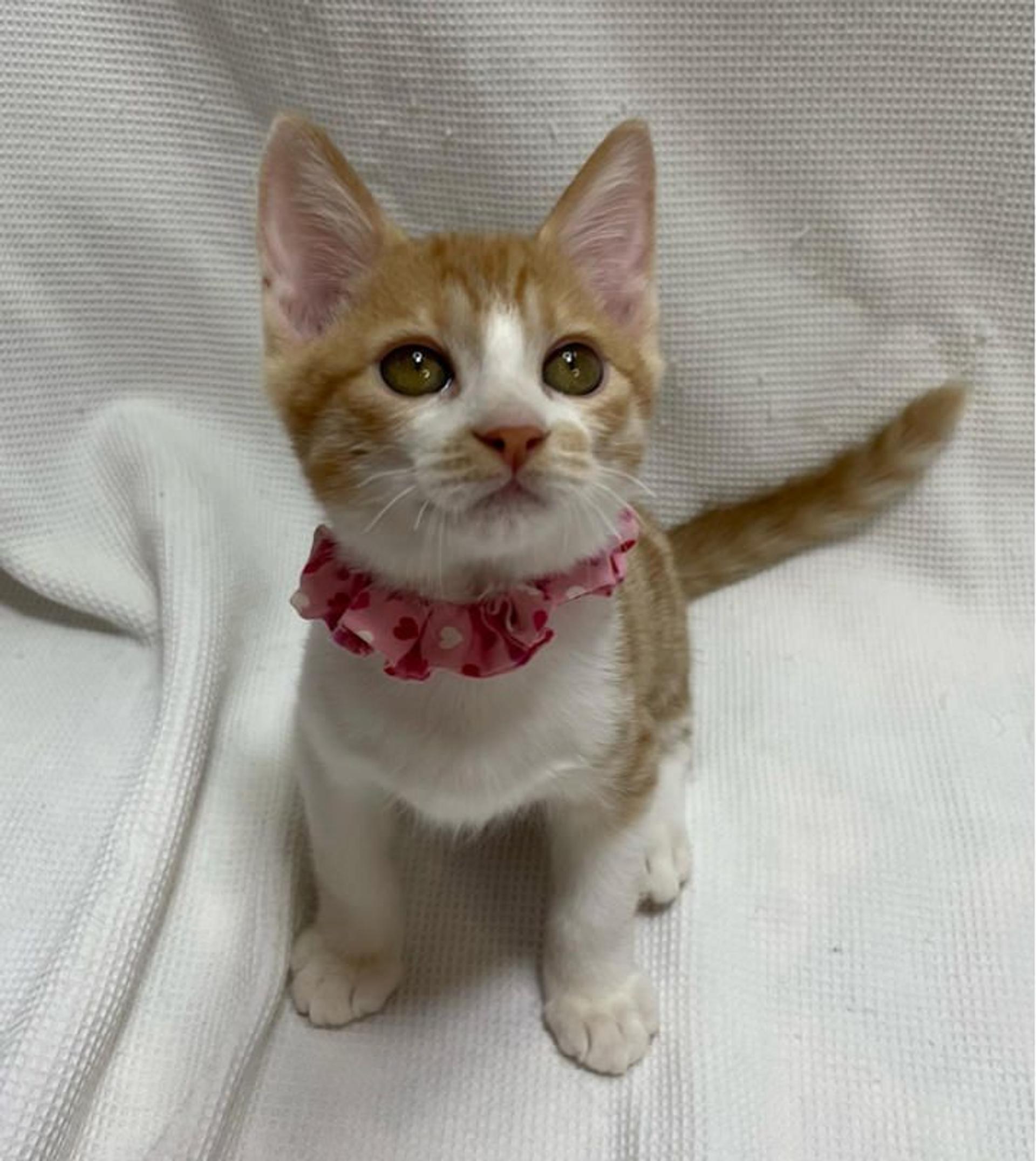 pet-image-3