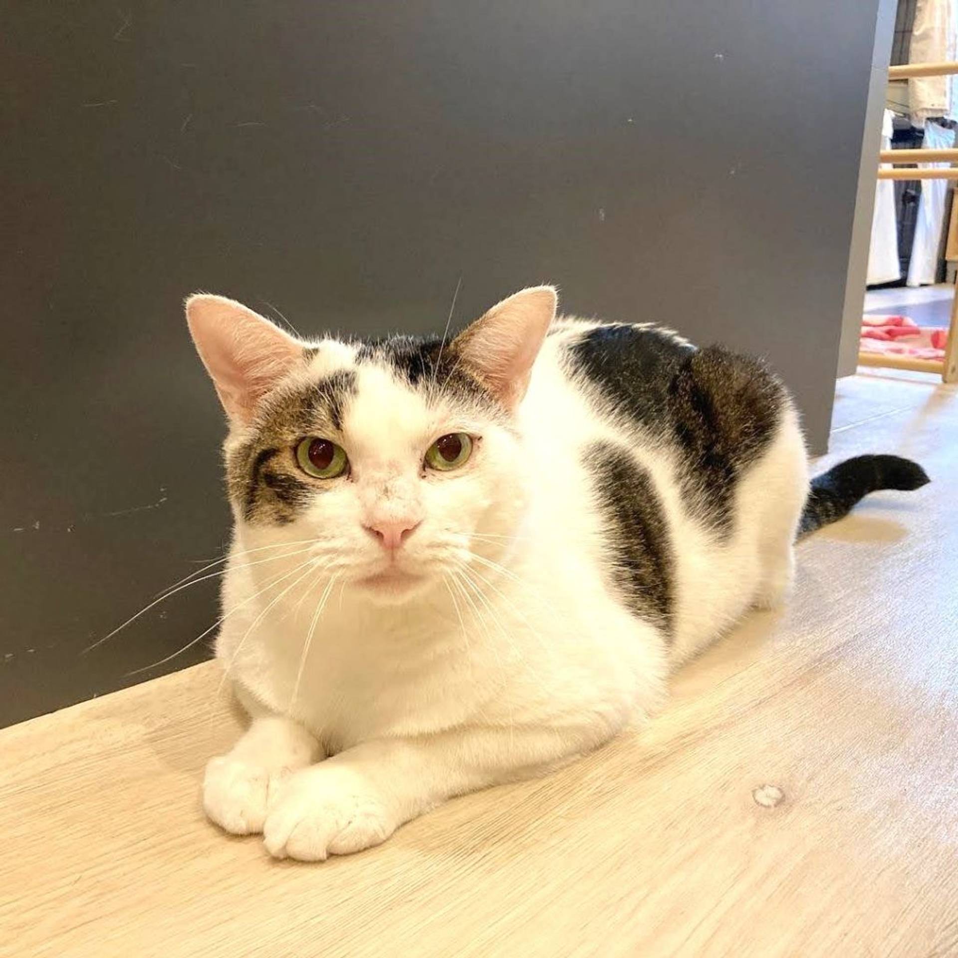 雑種（ミックス猫）・オスの里親募集の写真