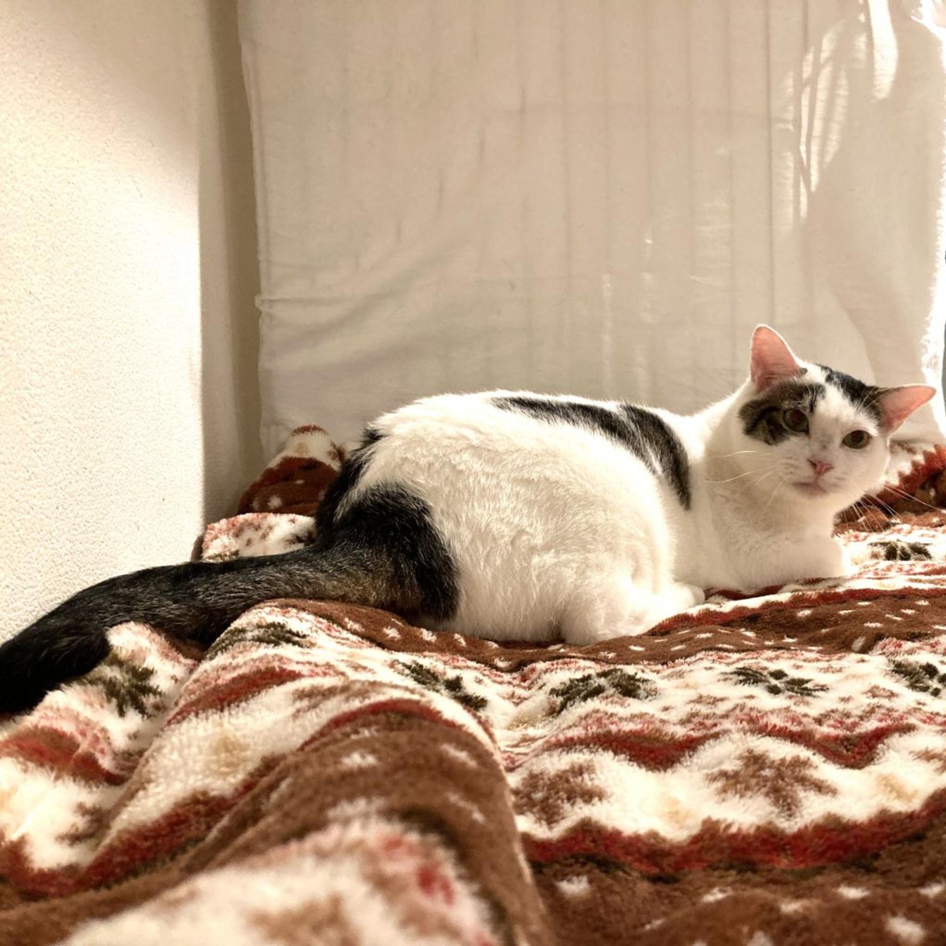 pet-image-2