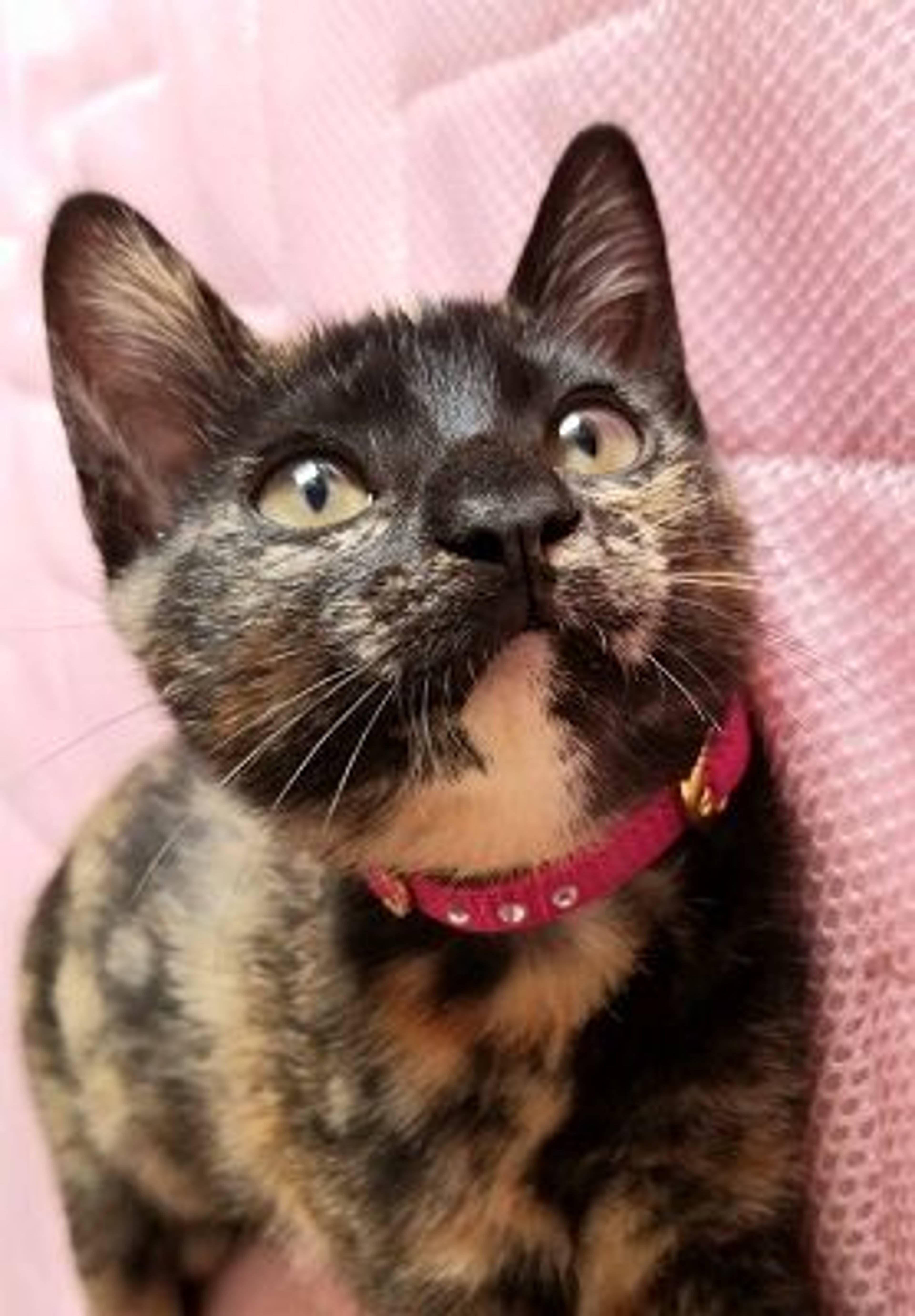 雑種（ミックス猫）・メスの里親募集の写真