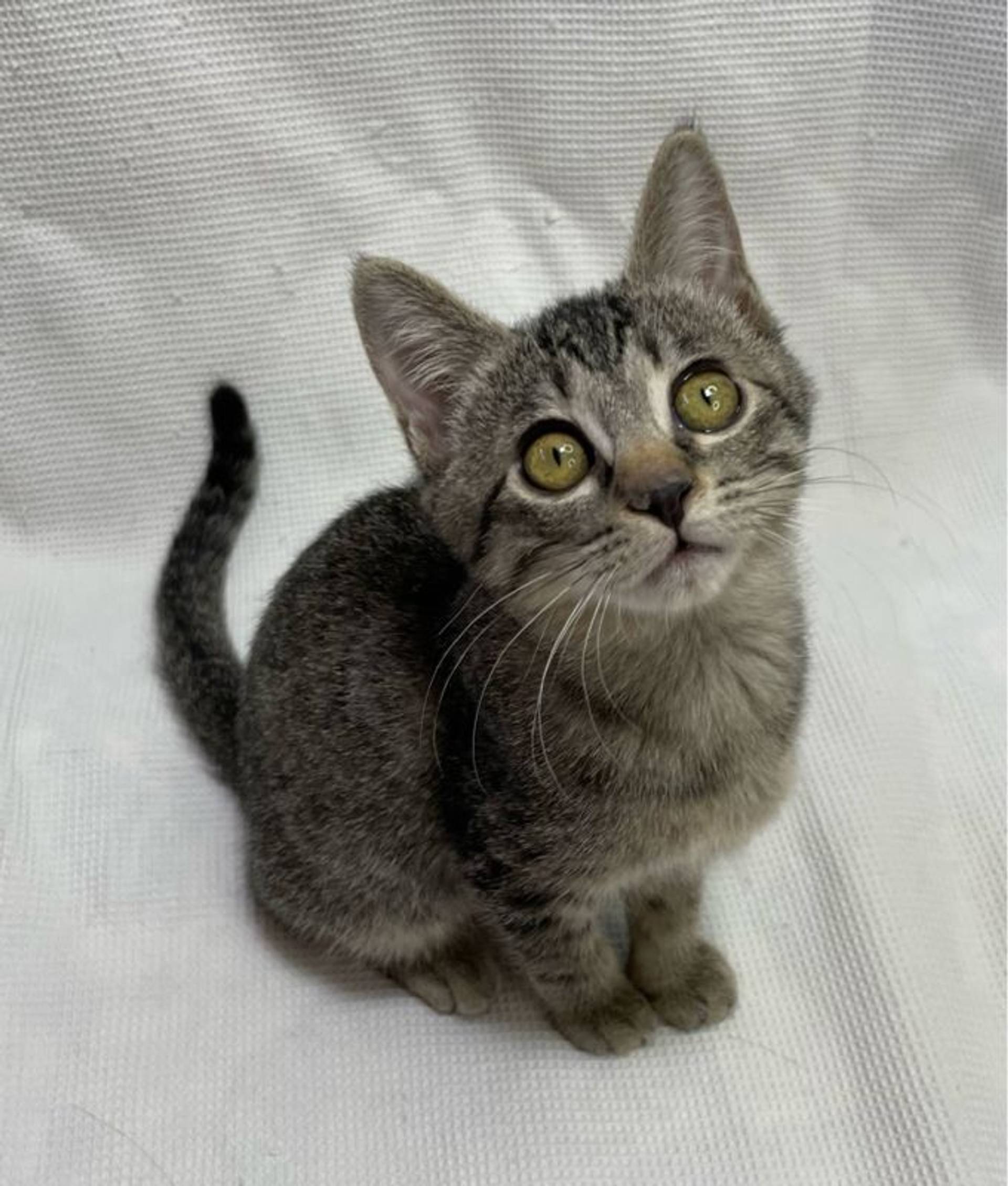 雑種（ミックス猫）・メスの里親募集の写真
