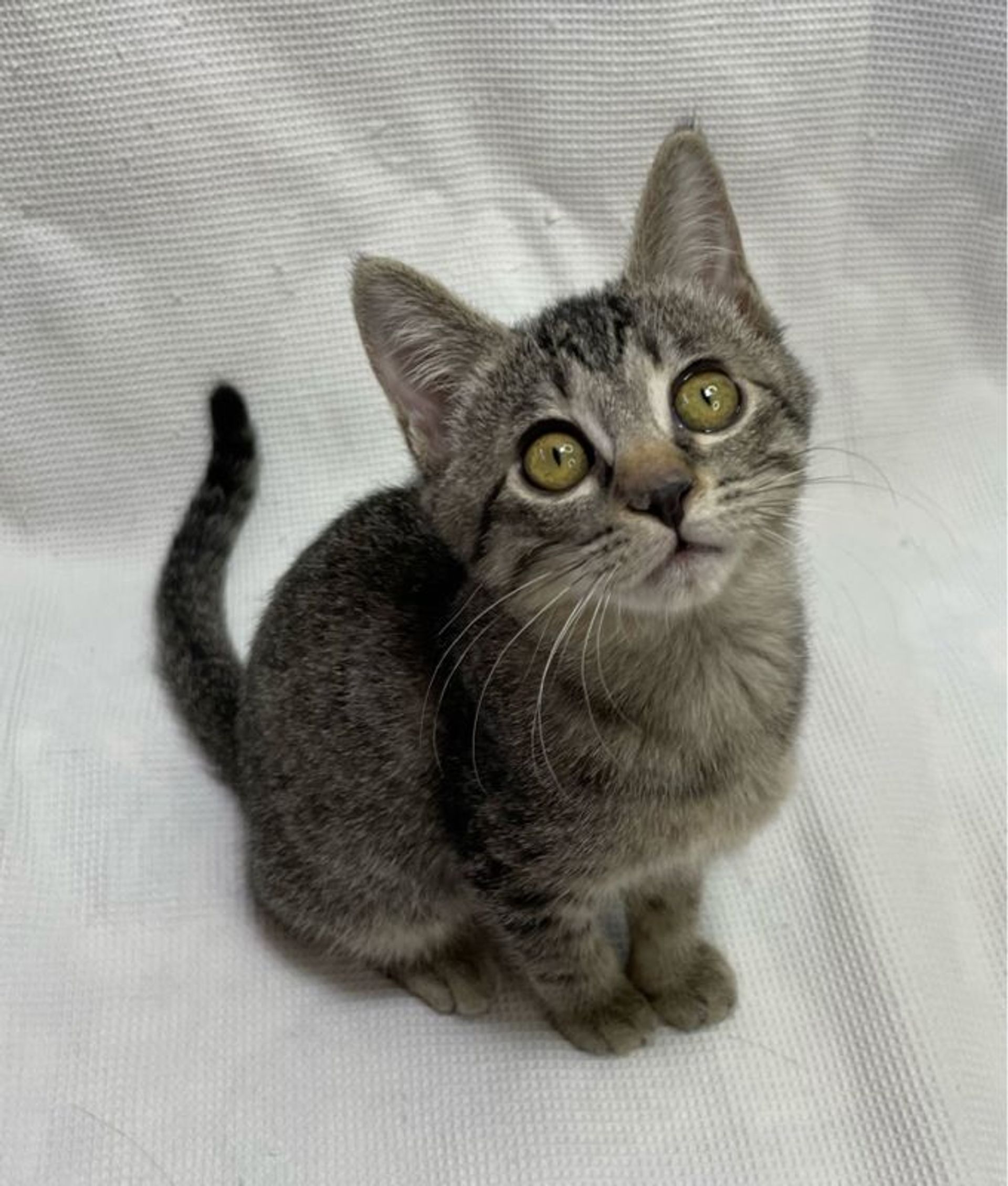 雑種（ミックス猫）・メスの里親募集の写真