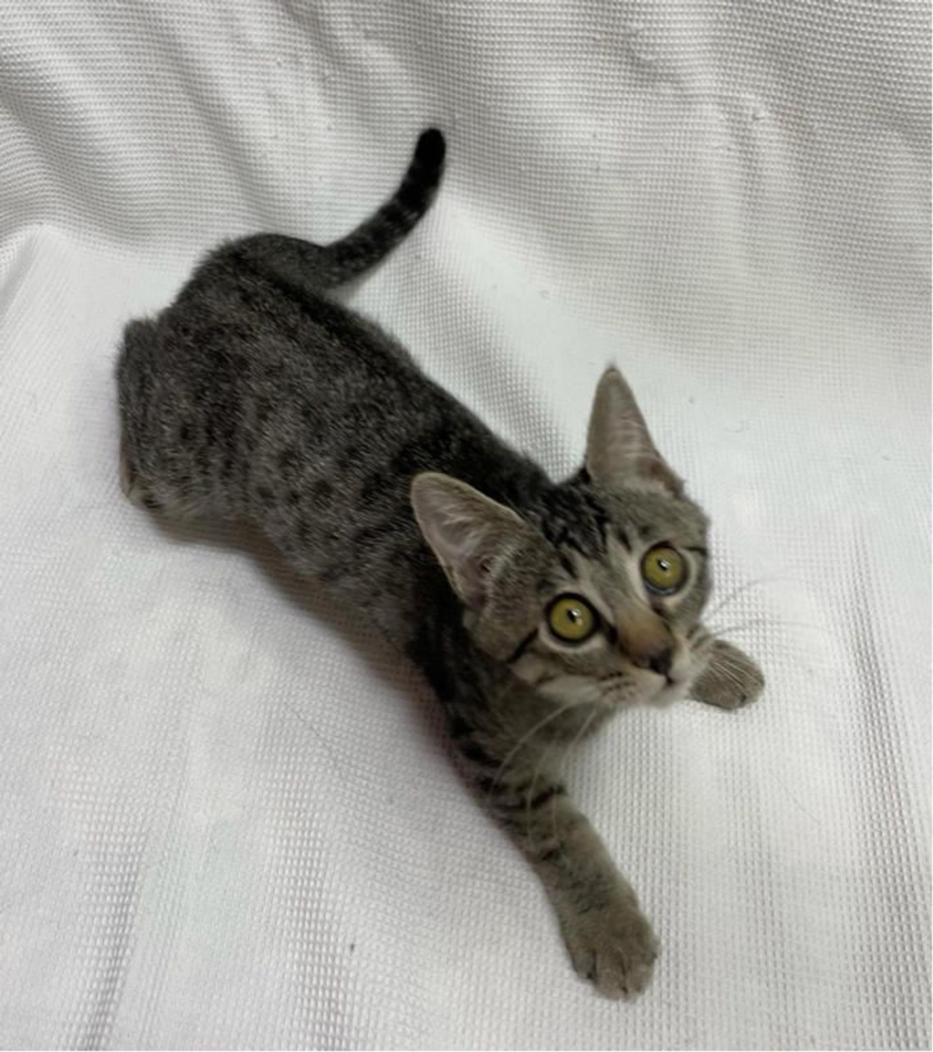 pet-image-2