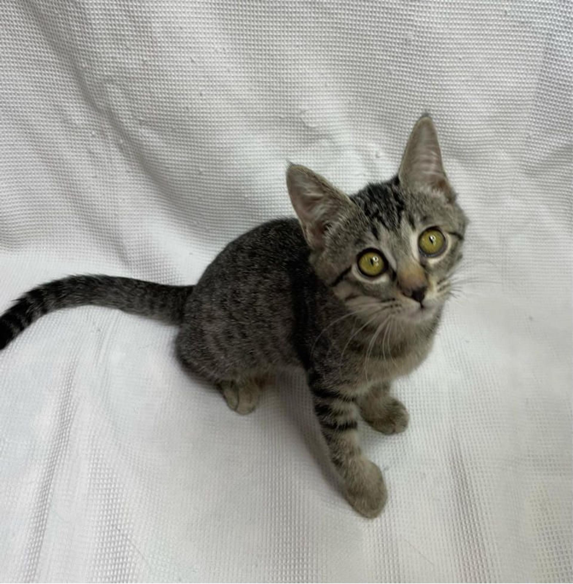 pet-image-3