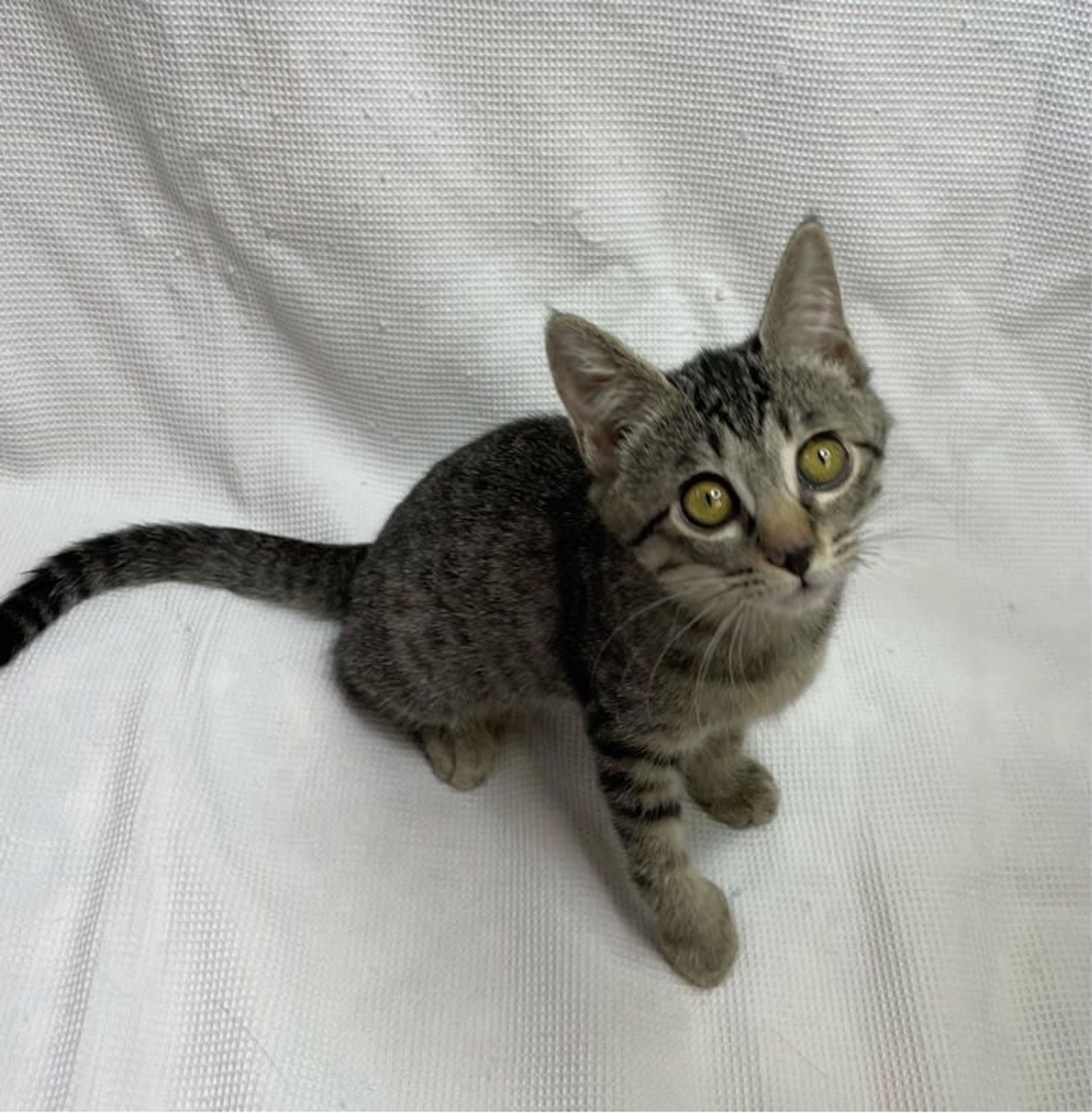 pet-image-3