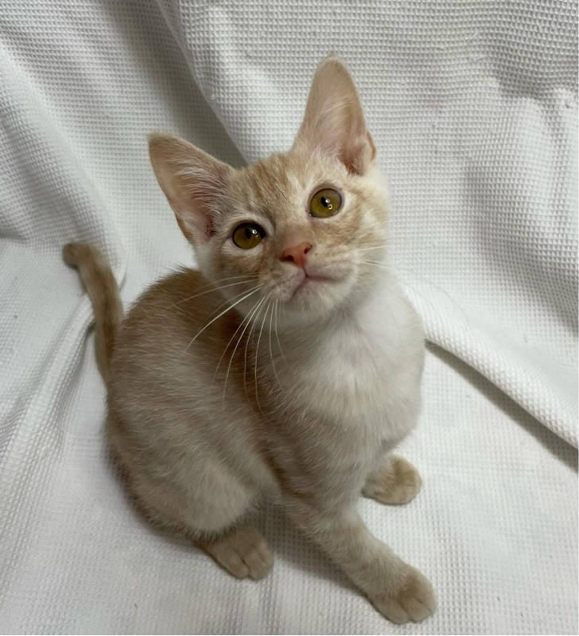 雑種（ミックス猫）・オスの里親募集の写真