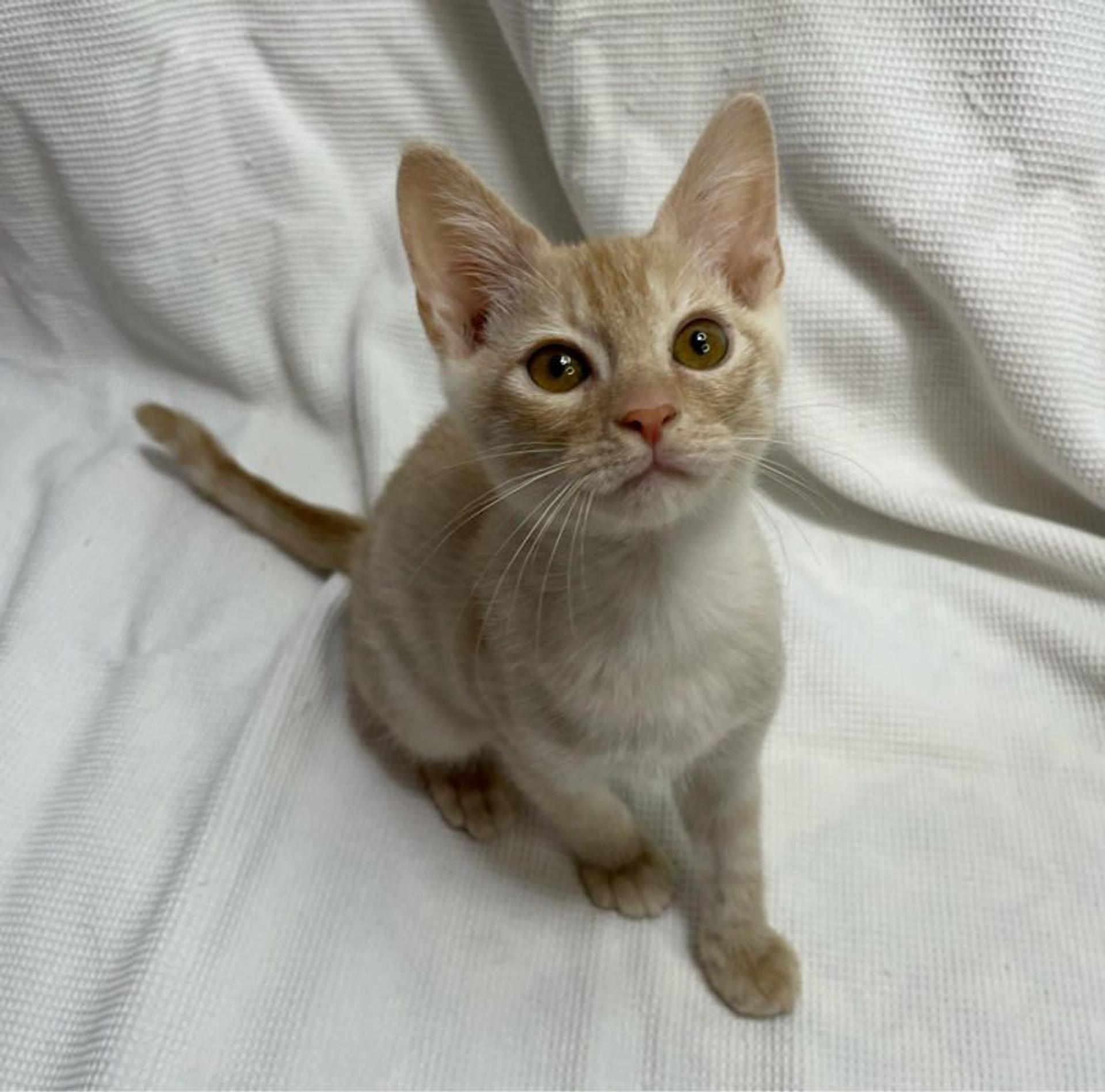 pet-image-4