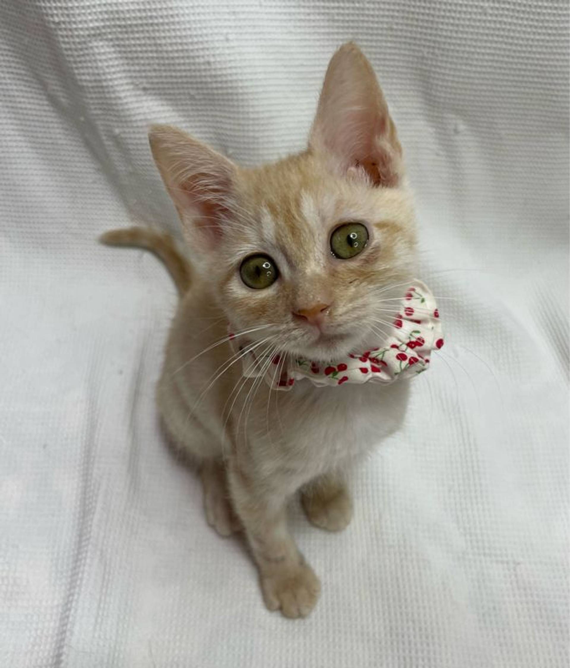 雑種（ミックス猫）・オスの里親募集の写真