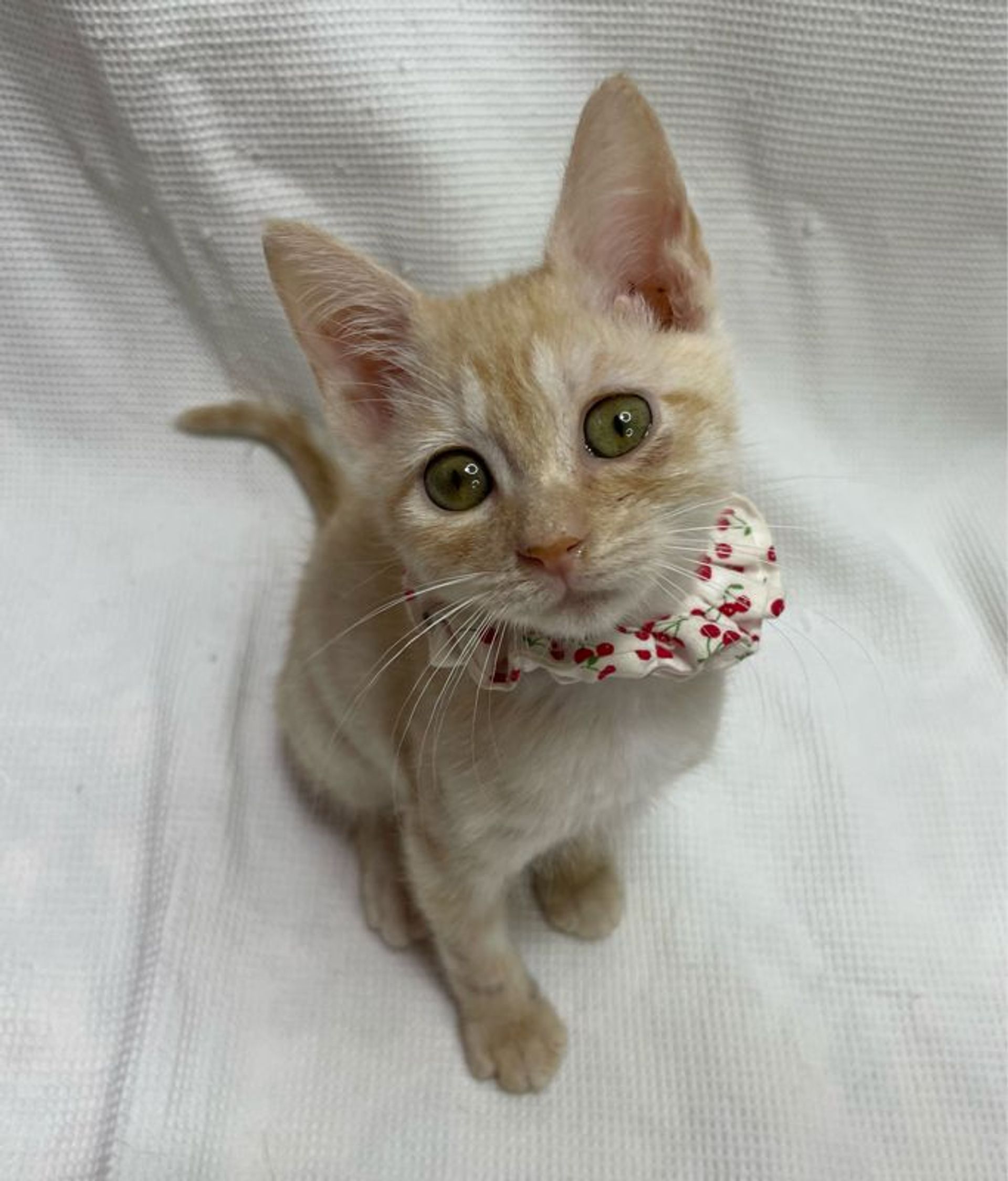 雑種（ミックス猫）・オスの里親募集の写真
