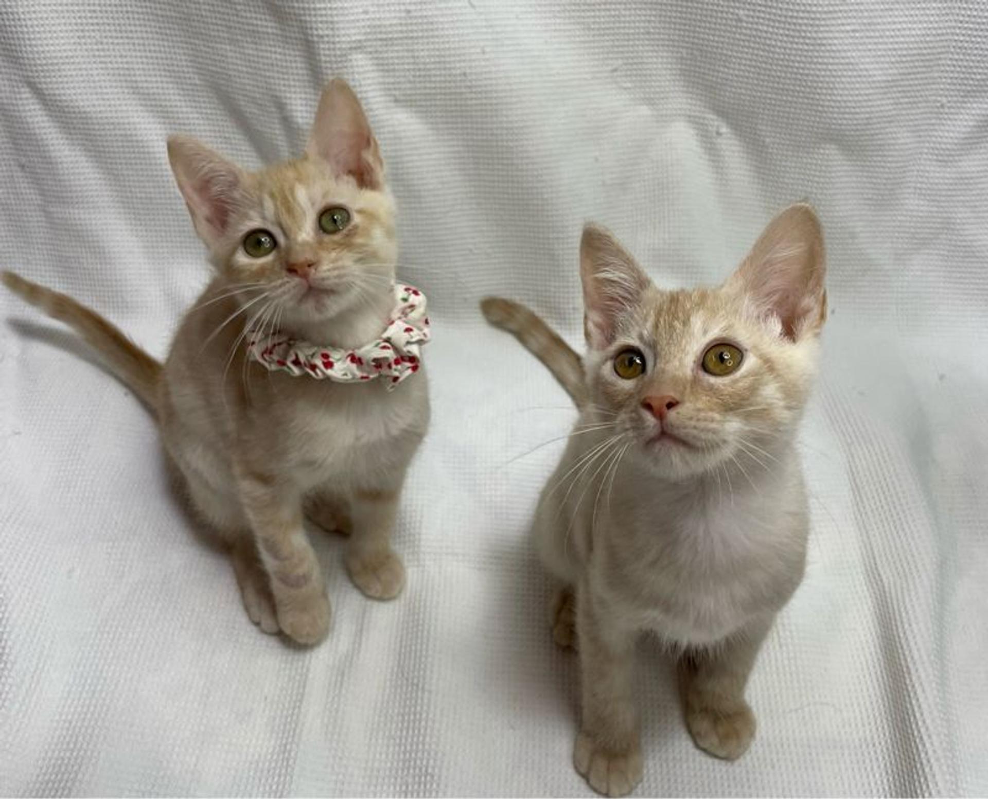 pet-image-4