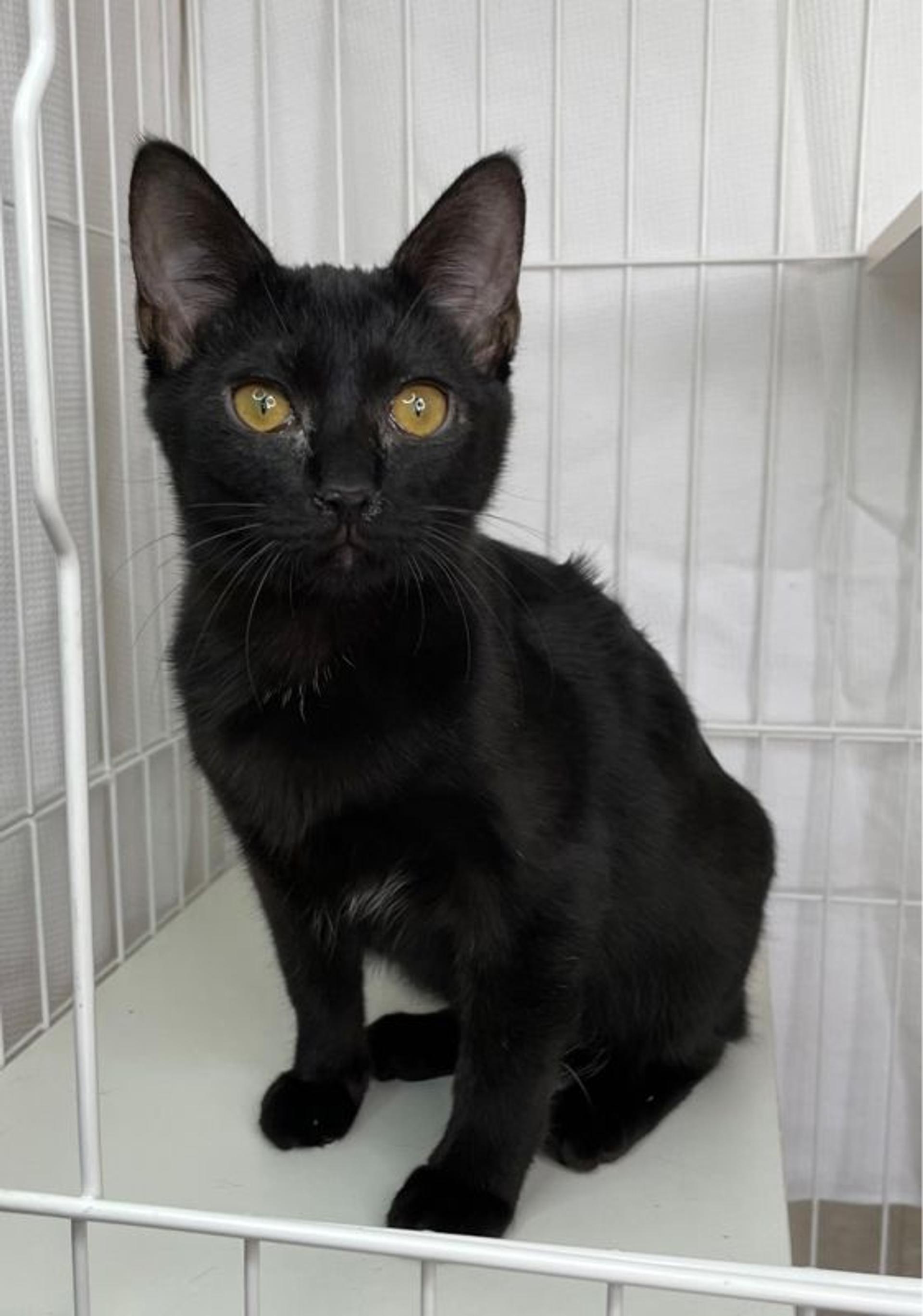 pet-image-2