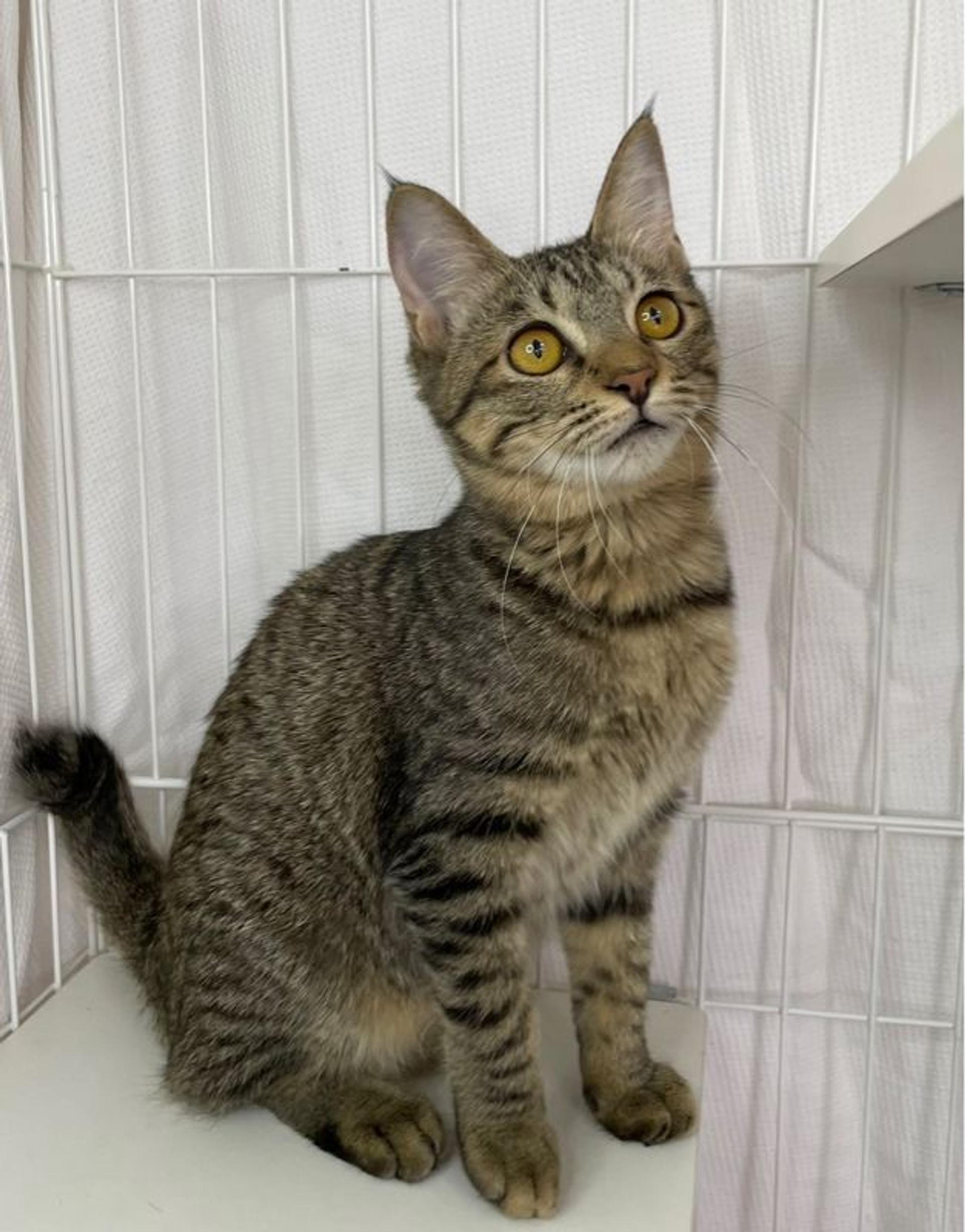 pet-image-2
