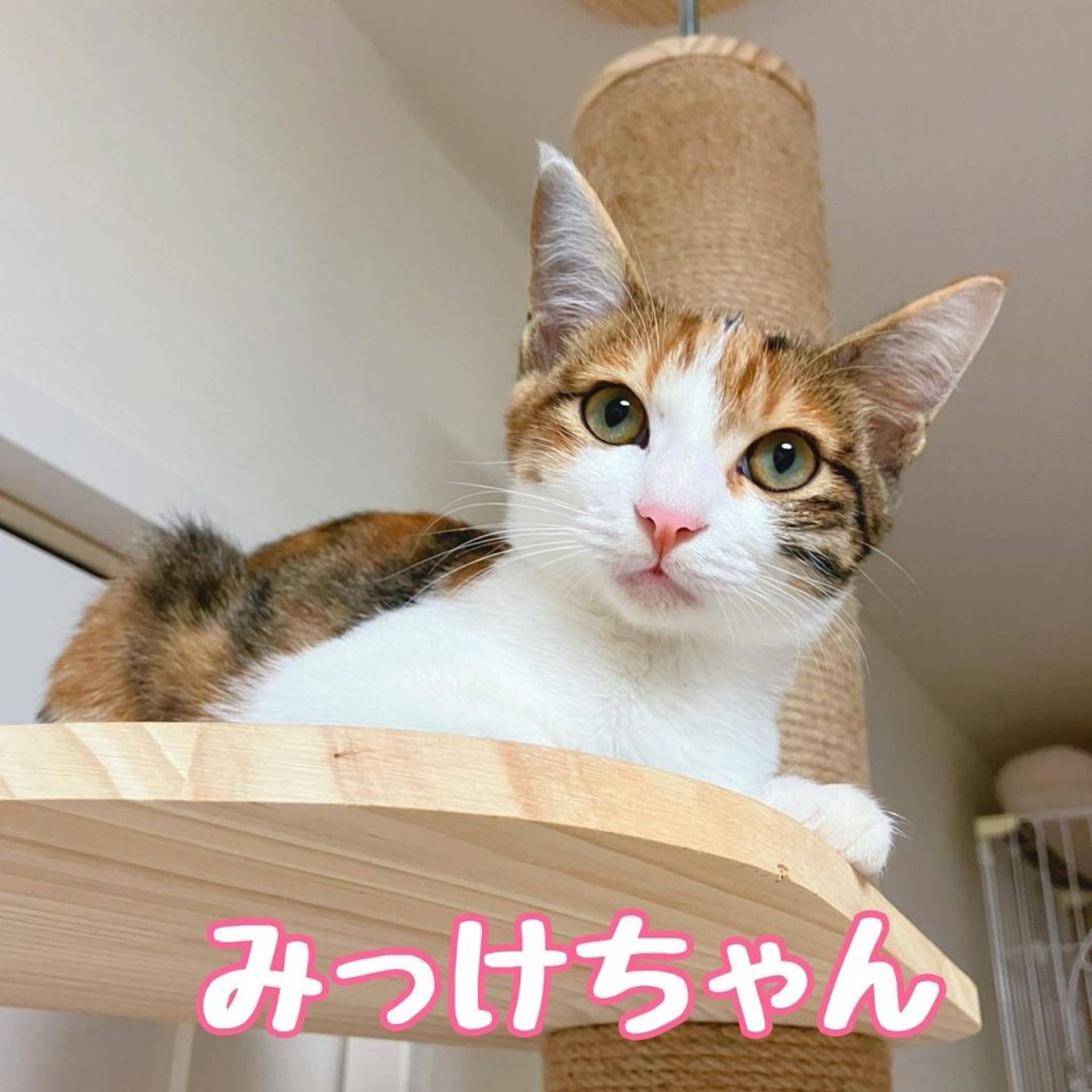 雑種（ミックス猫）・メスの里親募集の写真