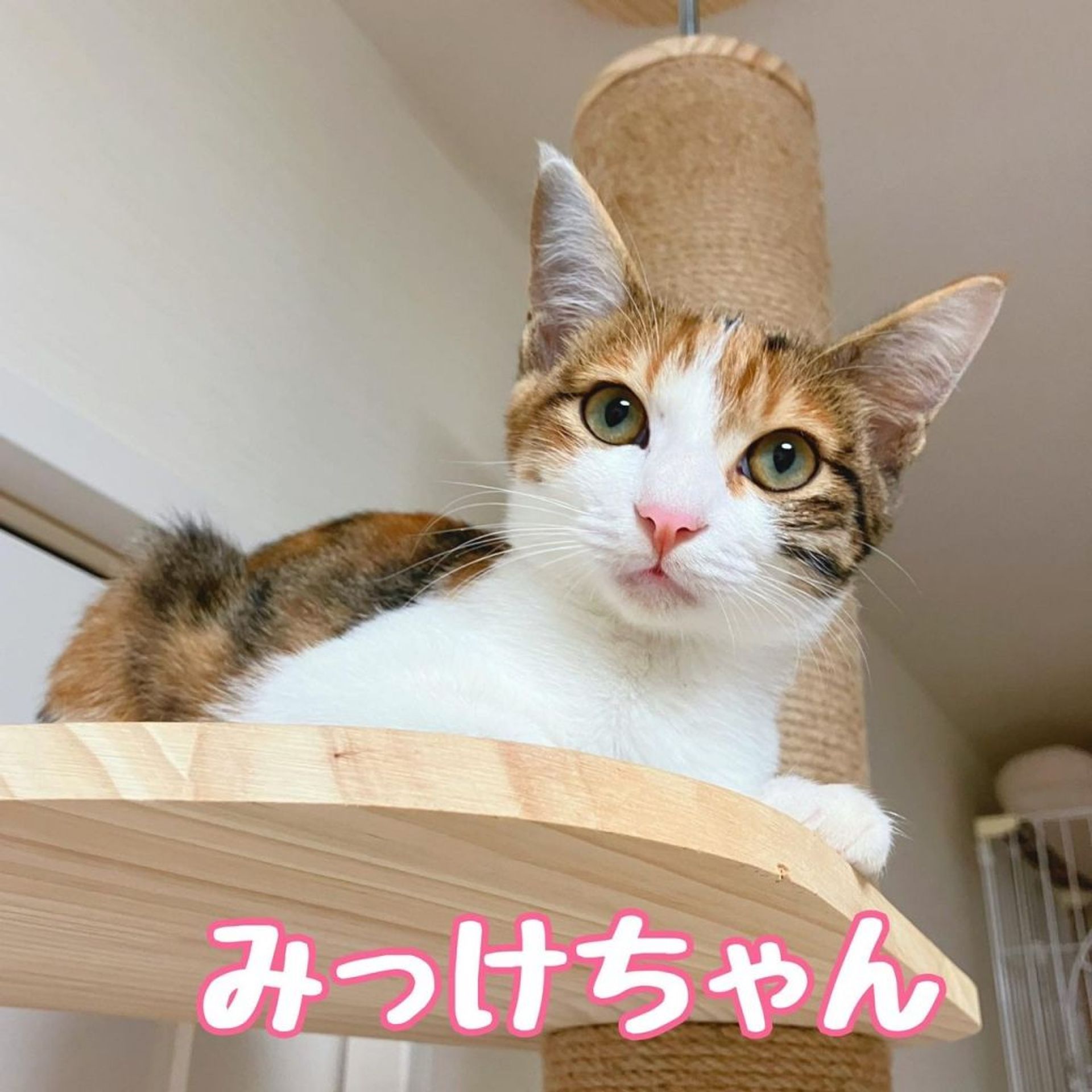 雑種（ミックス猫）・メスの里親募集の写真