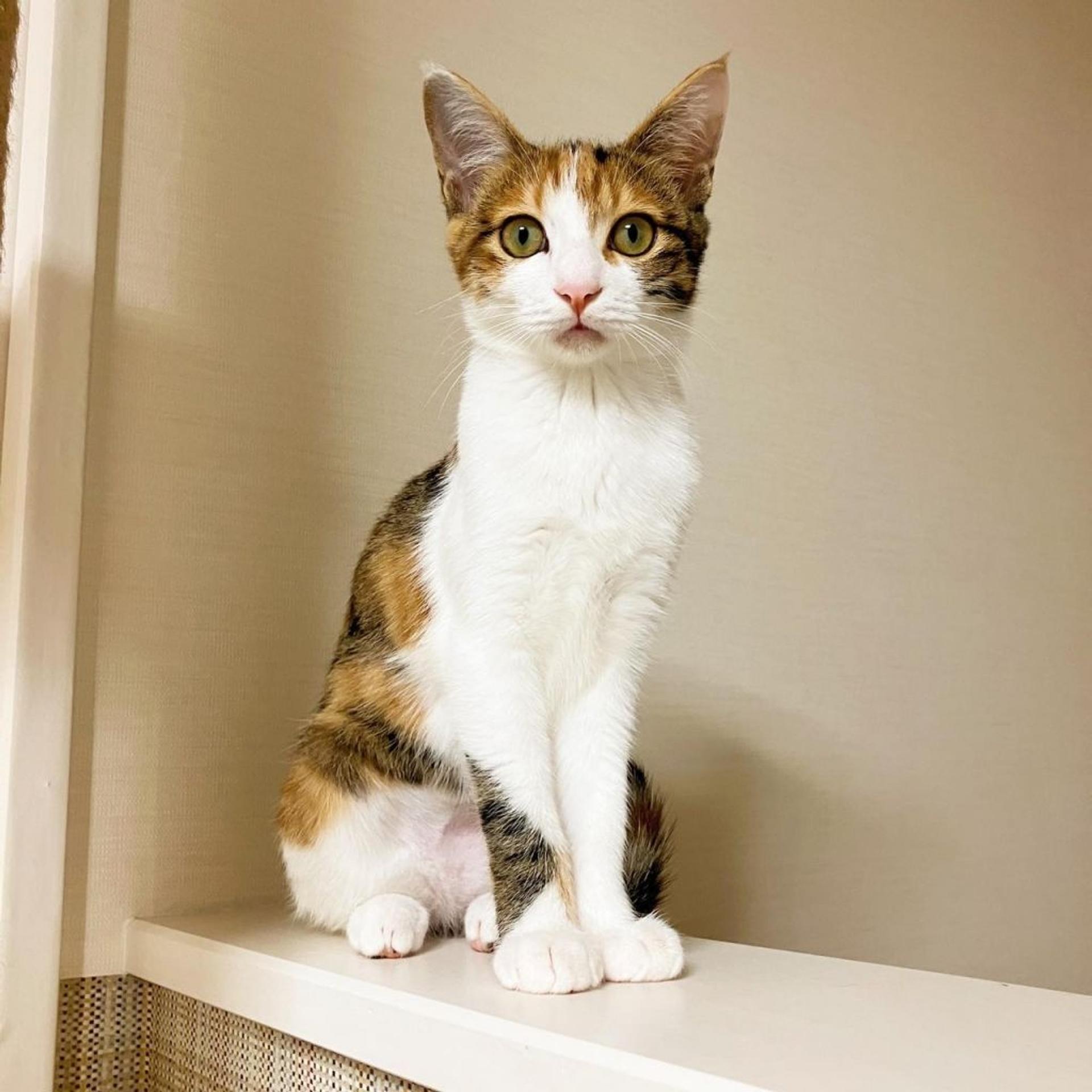 pet-image-3
