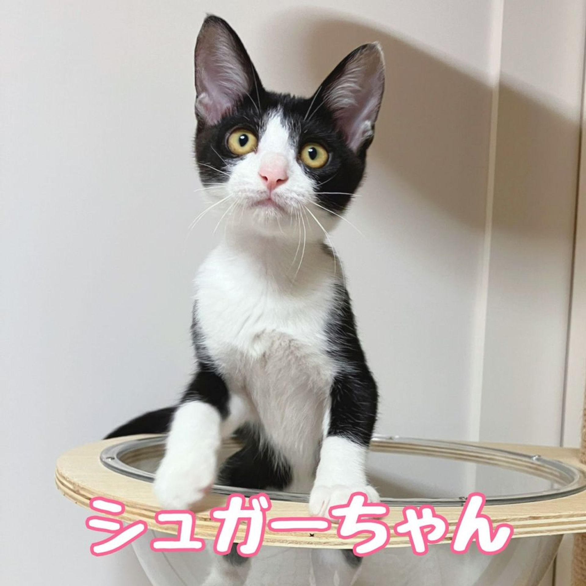 雑種（ミックス猫）・メスの里親募集の写真