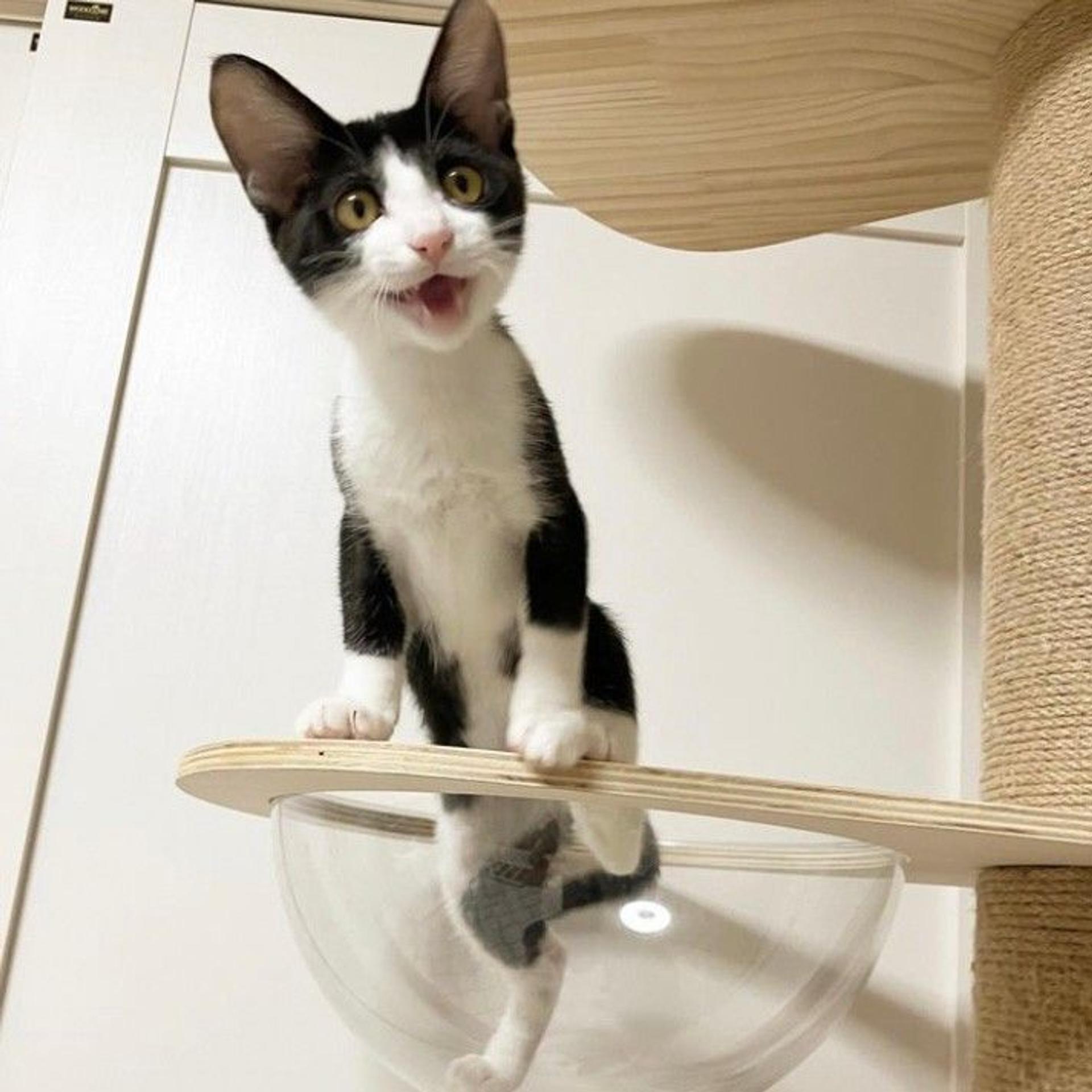 pet-image-3