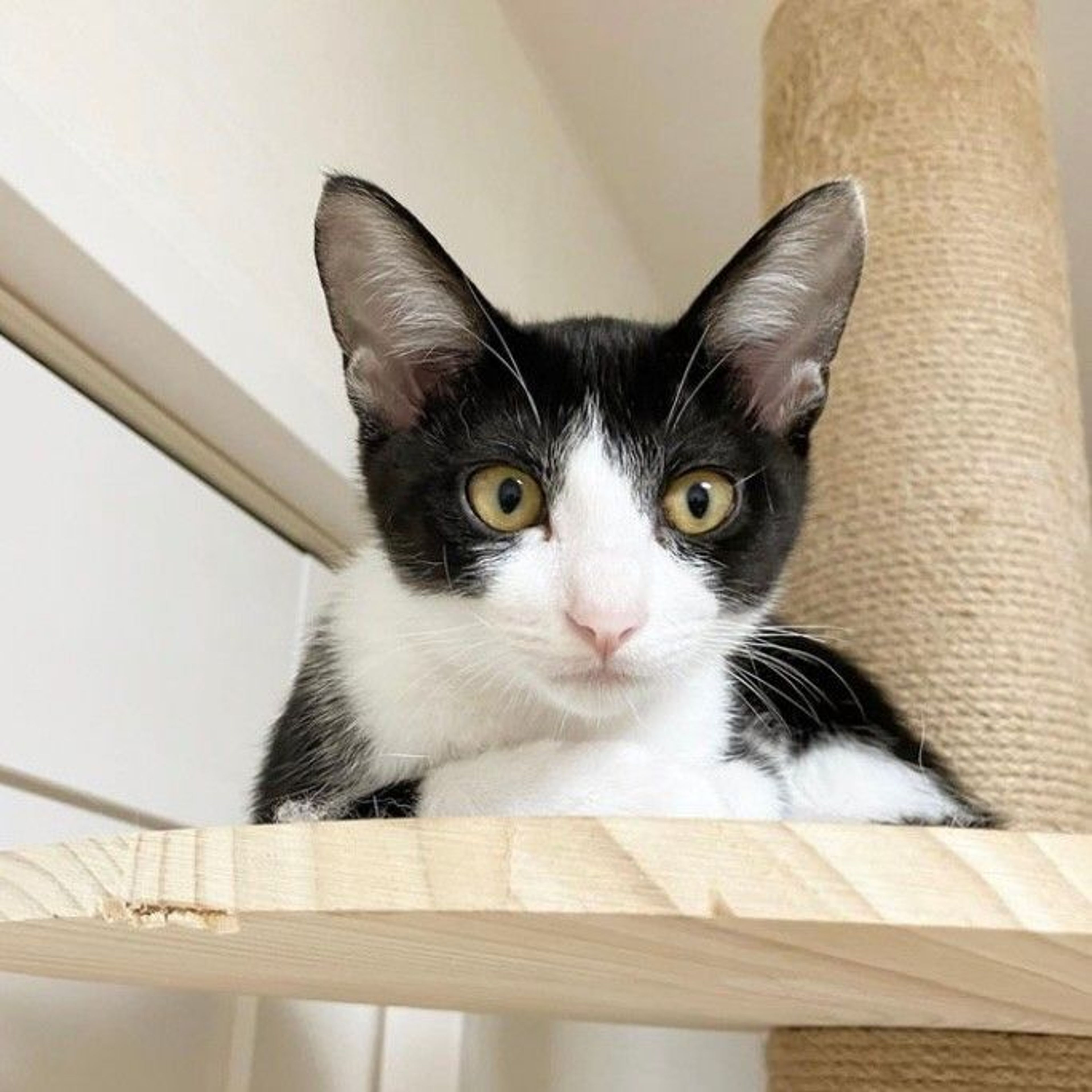 pet-image-4