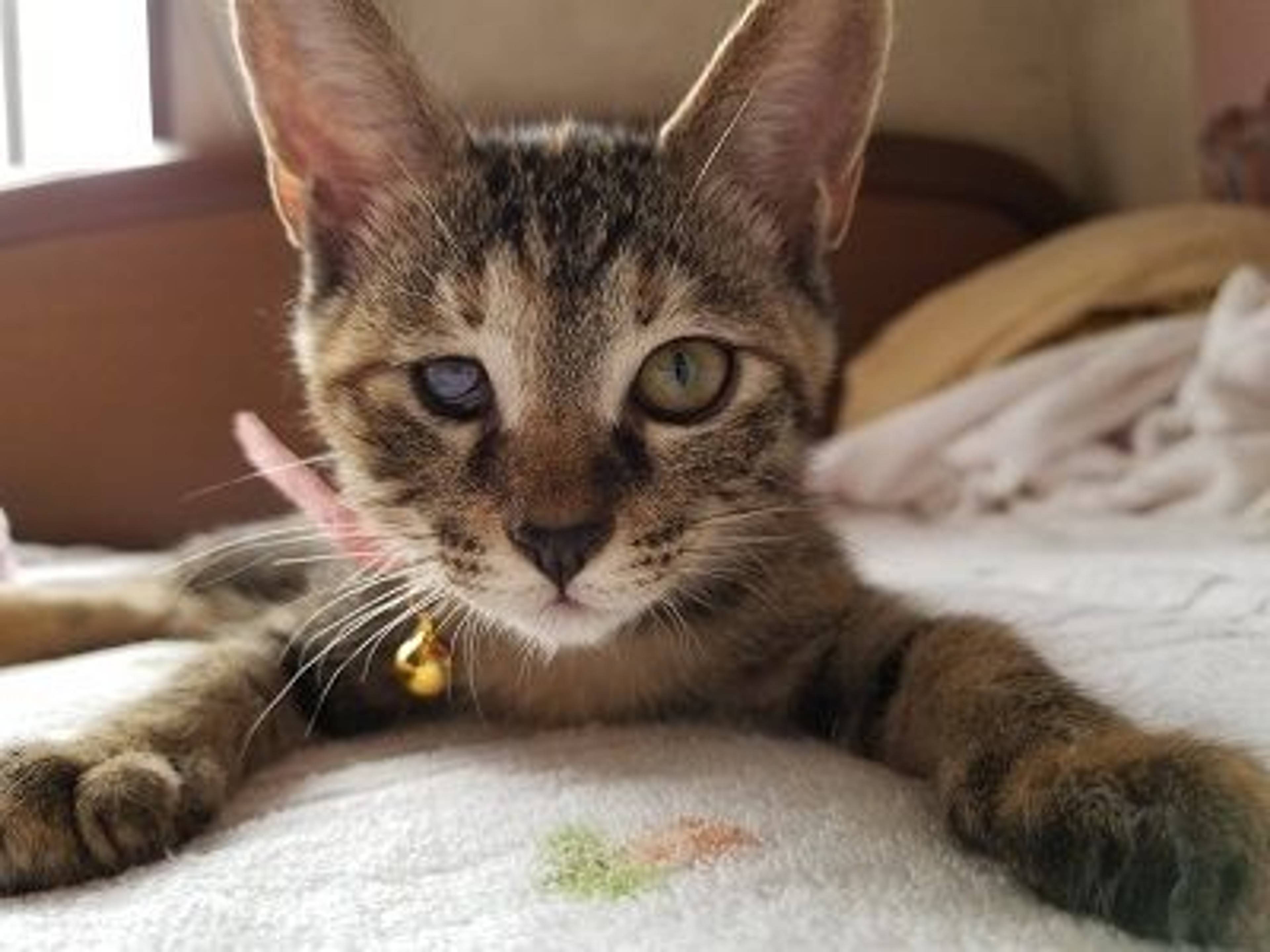 雑種（ミックス猫）・メスの里親募集の写真