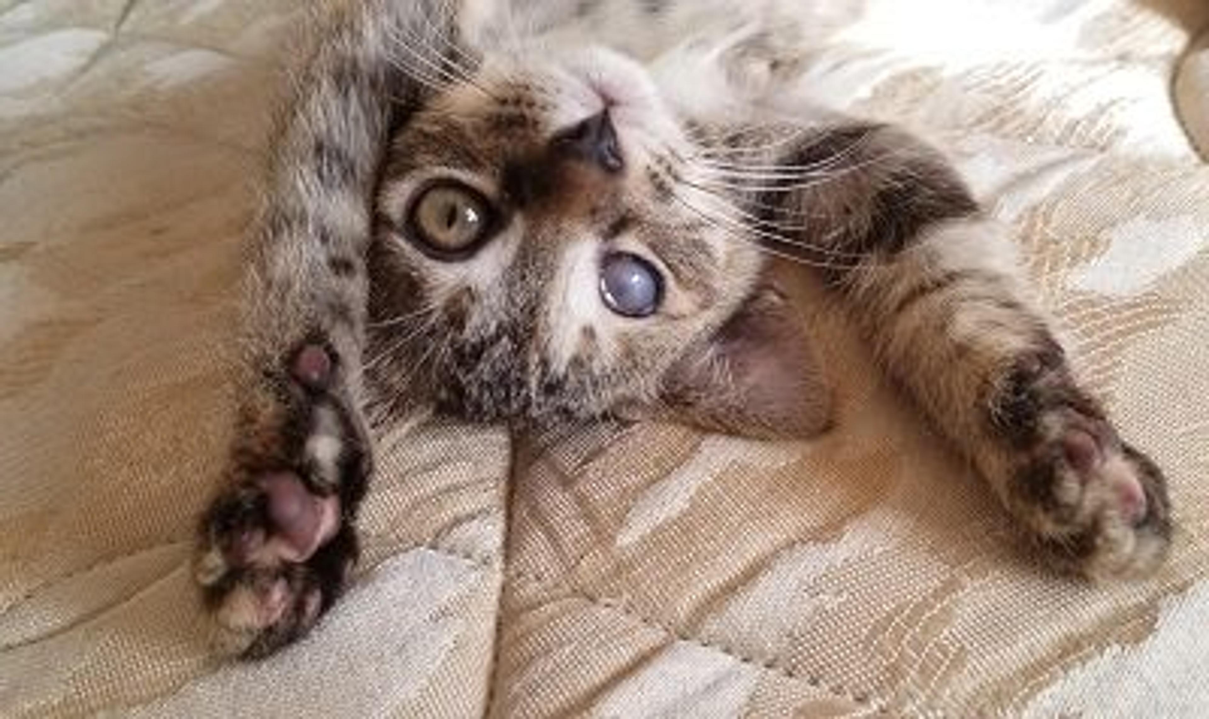 pet-image-3