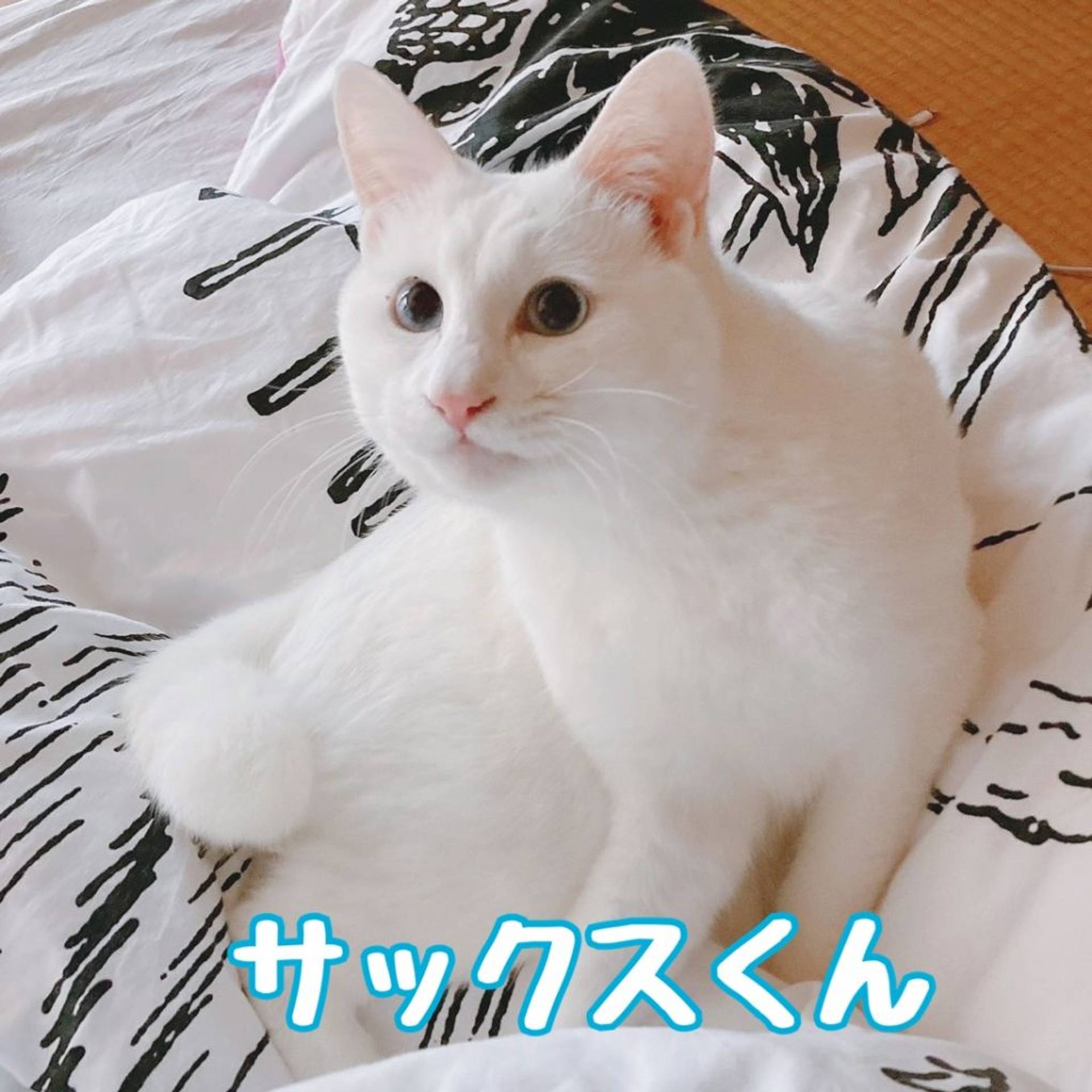 雑種（ミックス猫）・オスの里親募集の写真