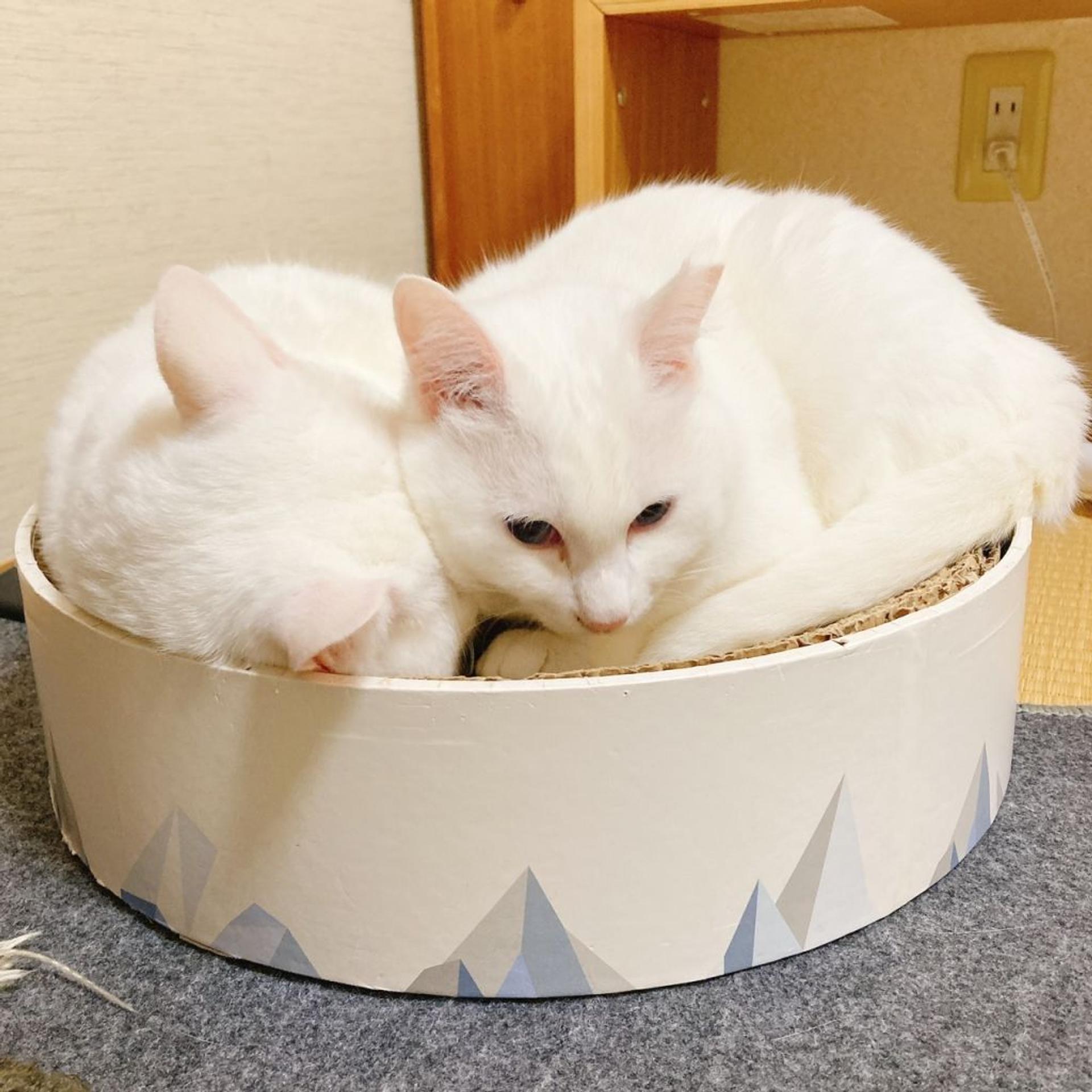 pet-image-7