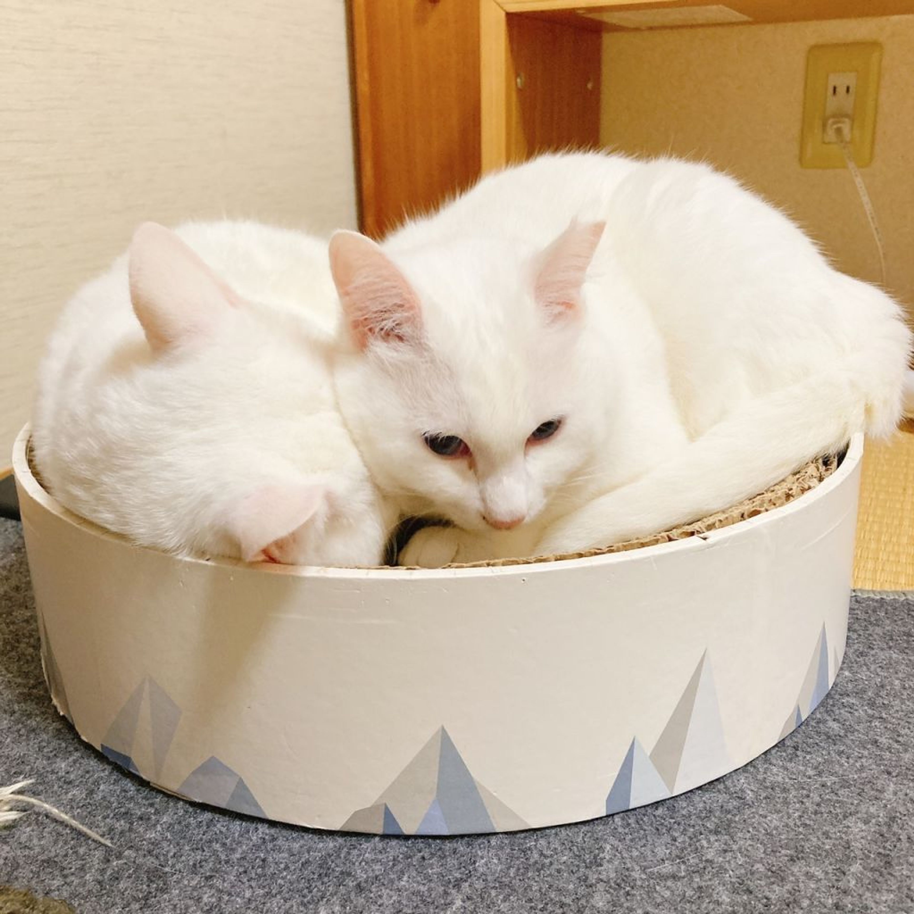 image-6