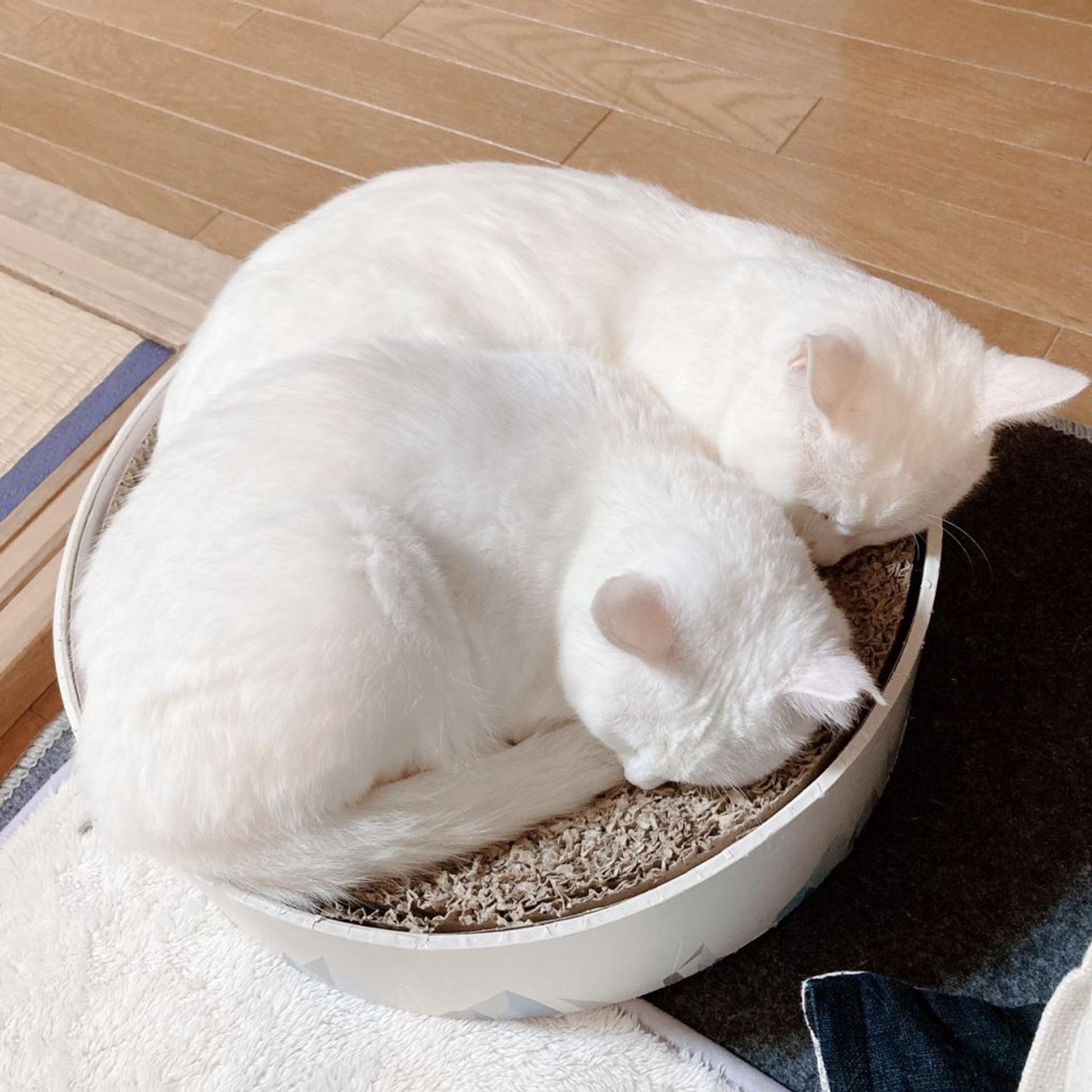 pet-image-8