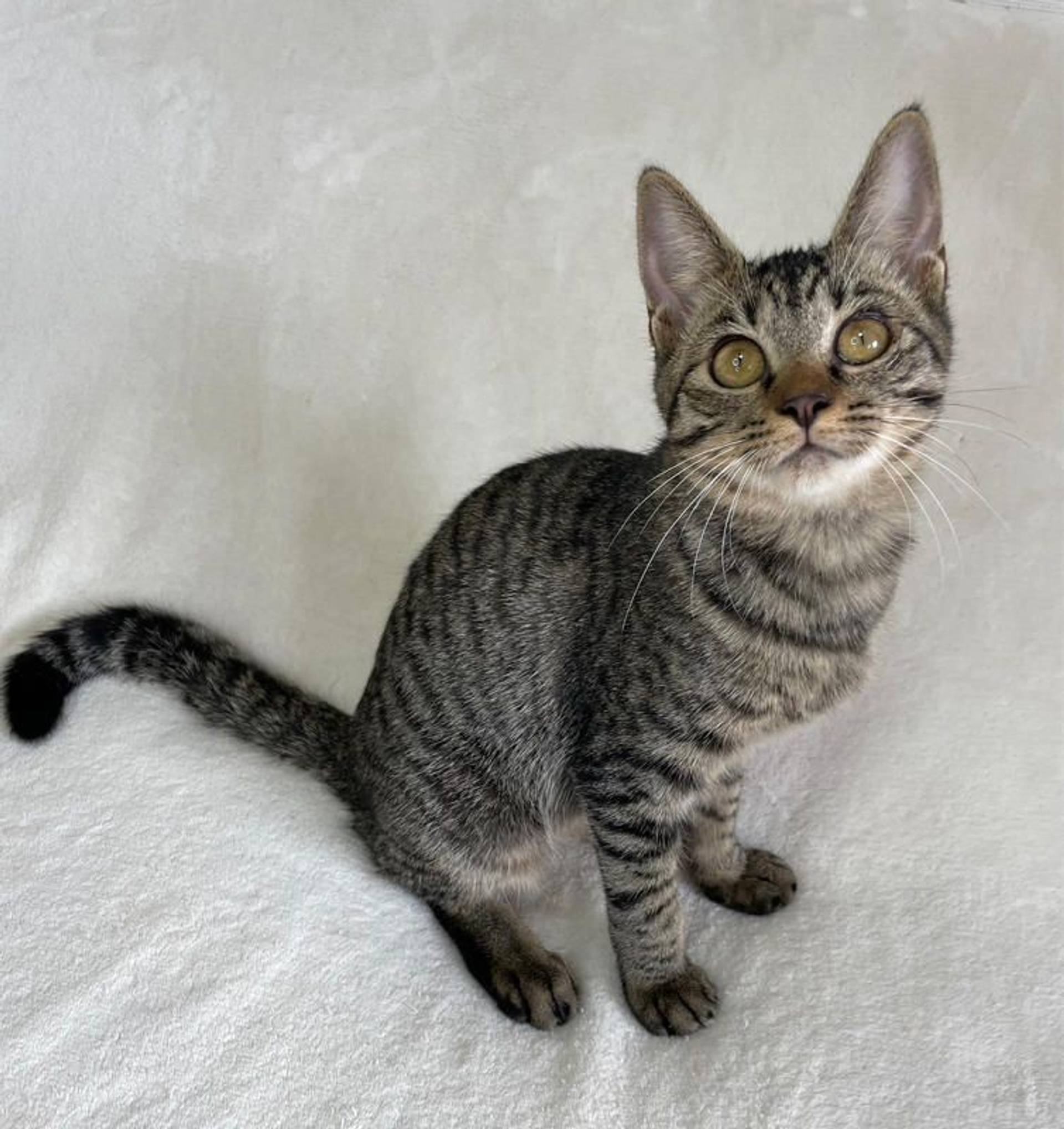 雑種（ミックス猫）・メスの里親募集の写真