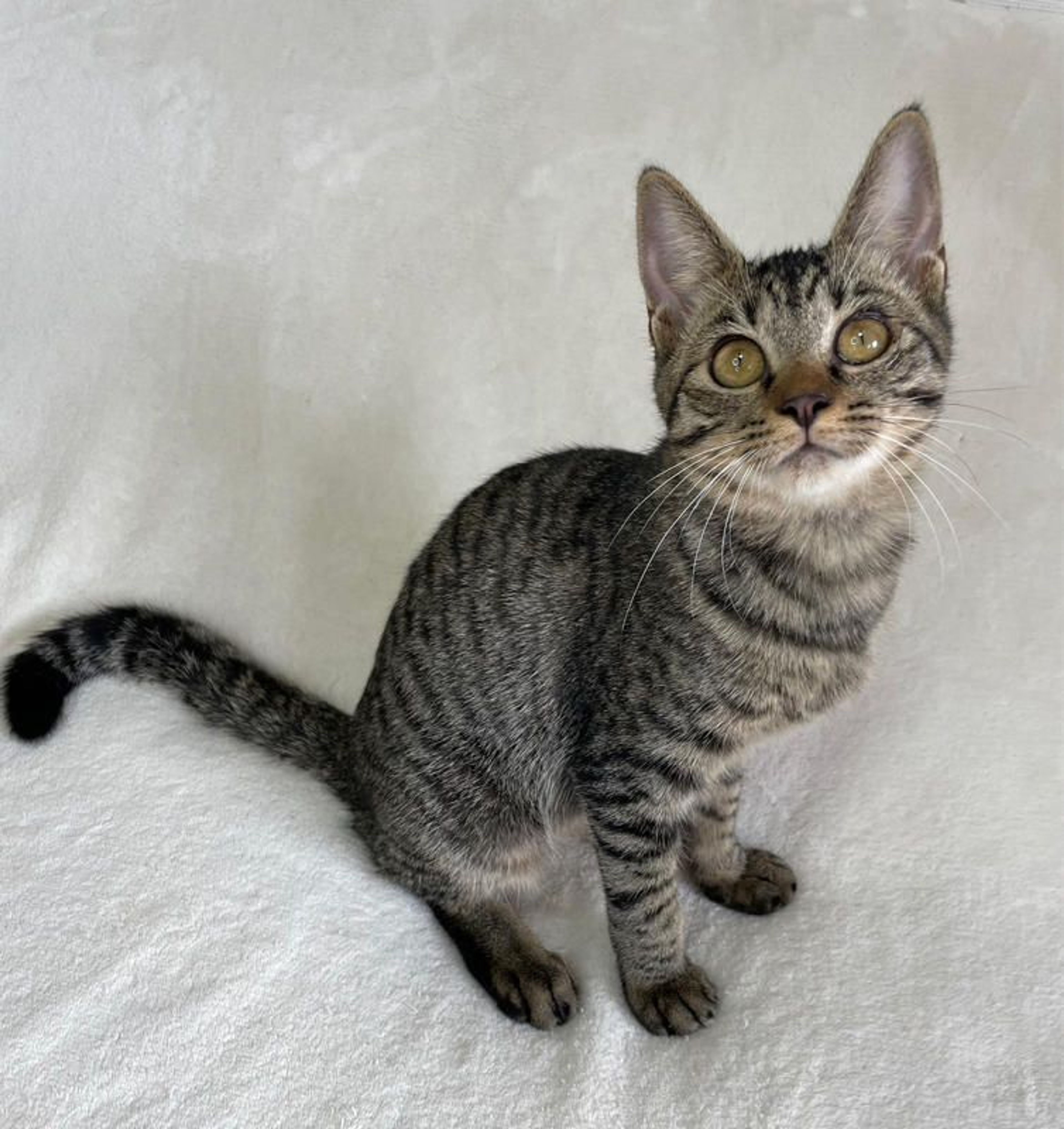 雑種（ミックス猫）・メスの里親募集の写真