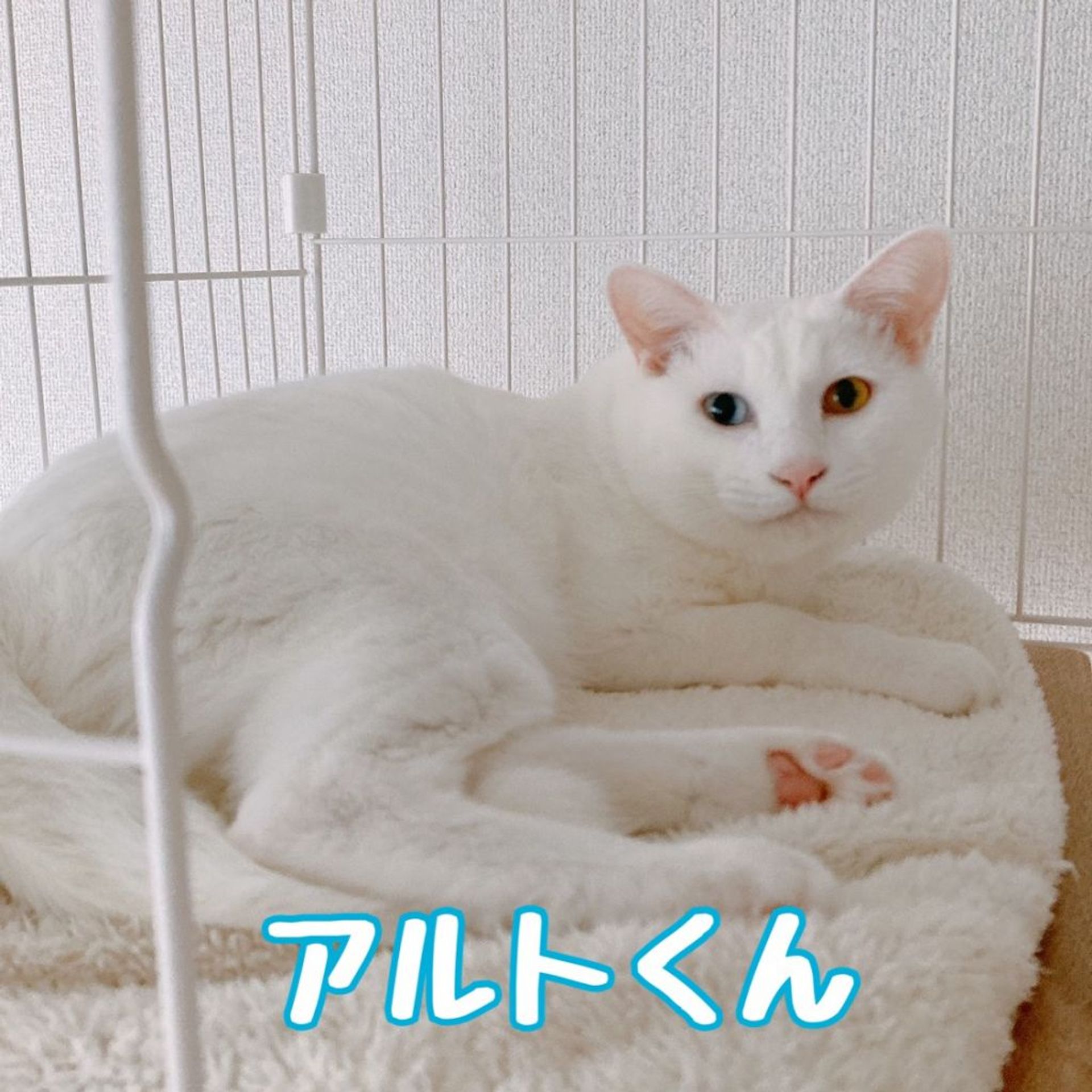 雑種（ミックス猫）・オスの里親募集の写真
