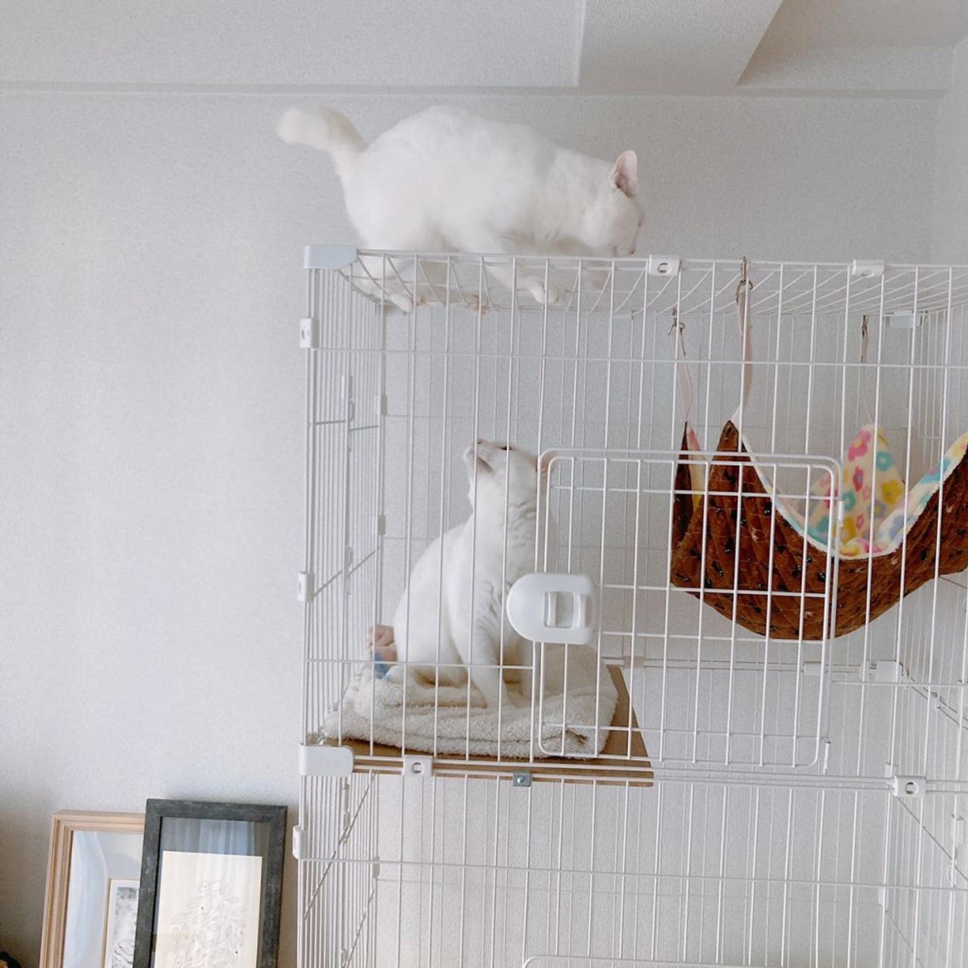 pet-image-4