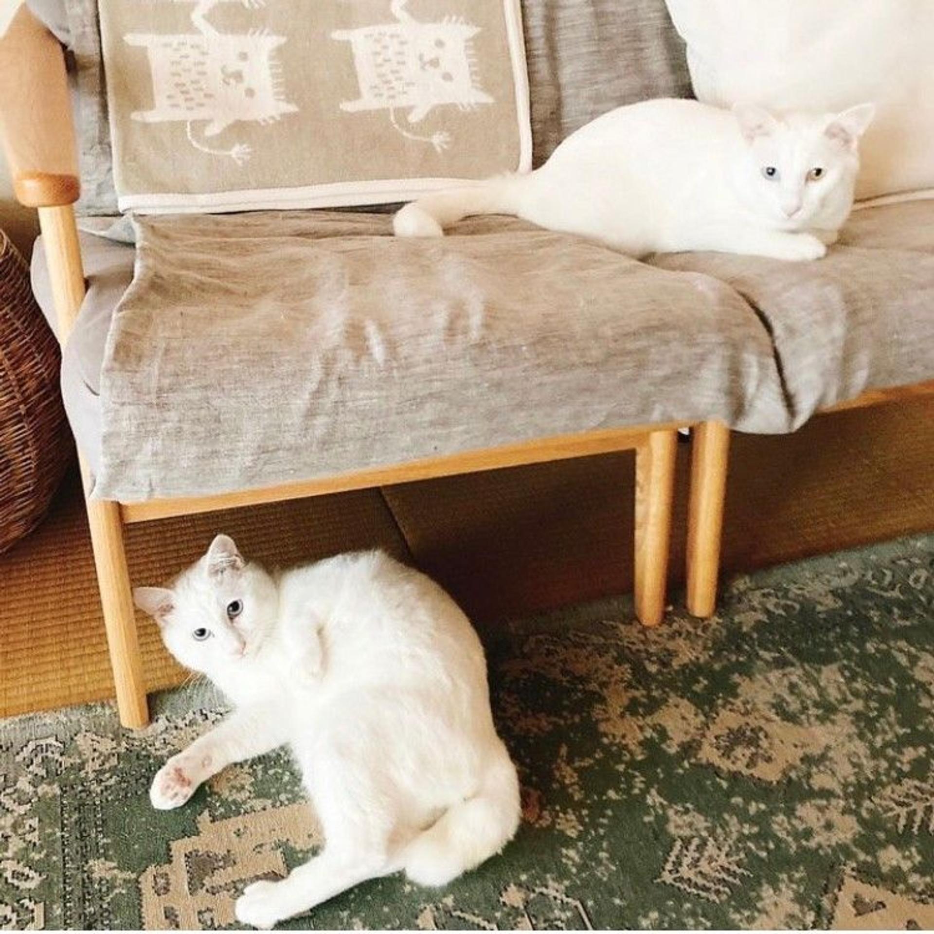 pet-image-6