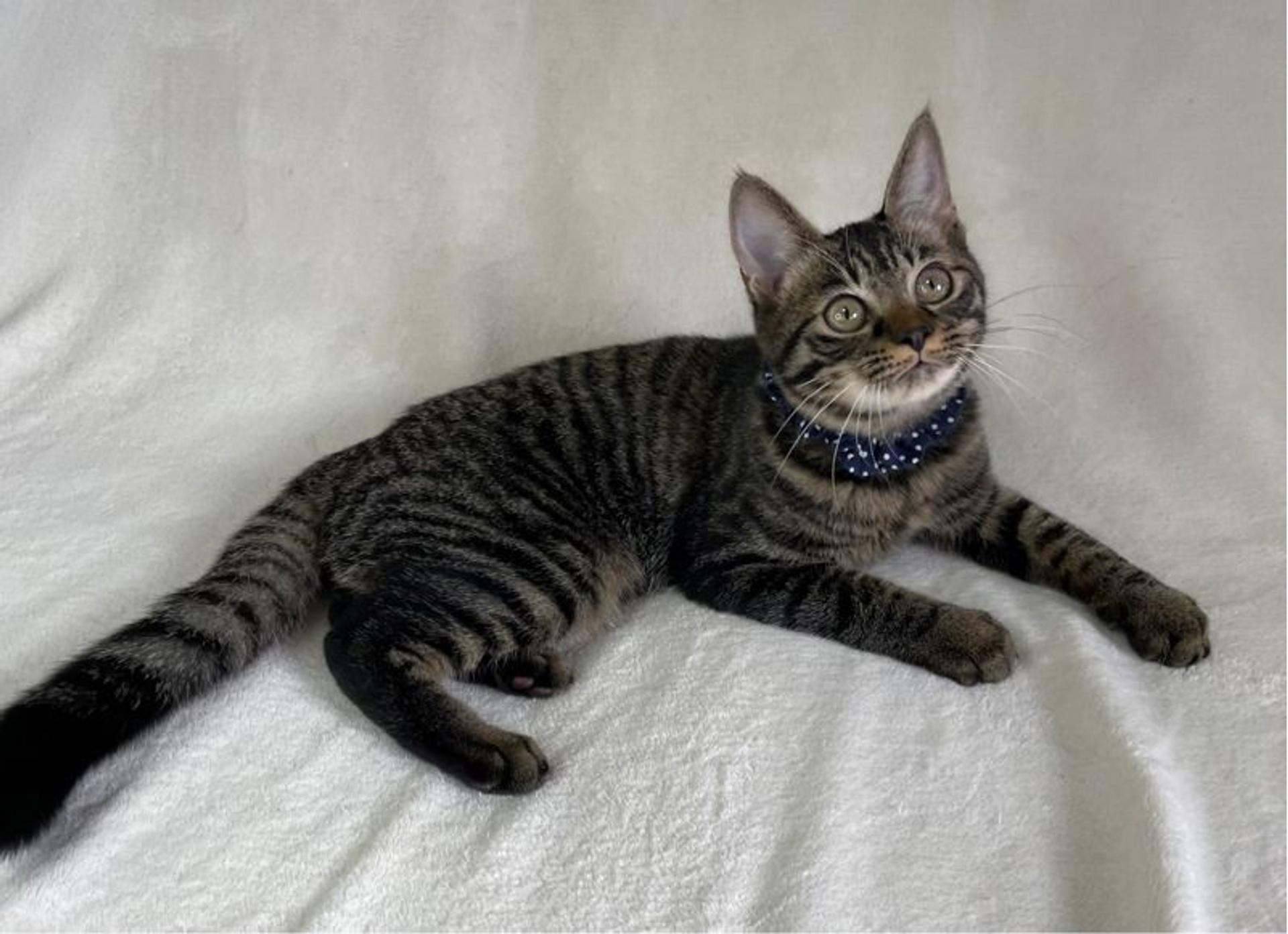 pet-image-4